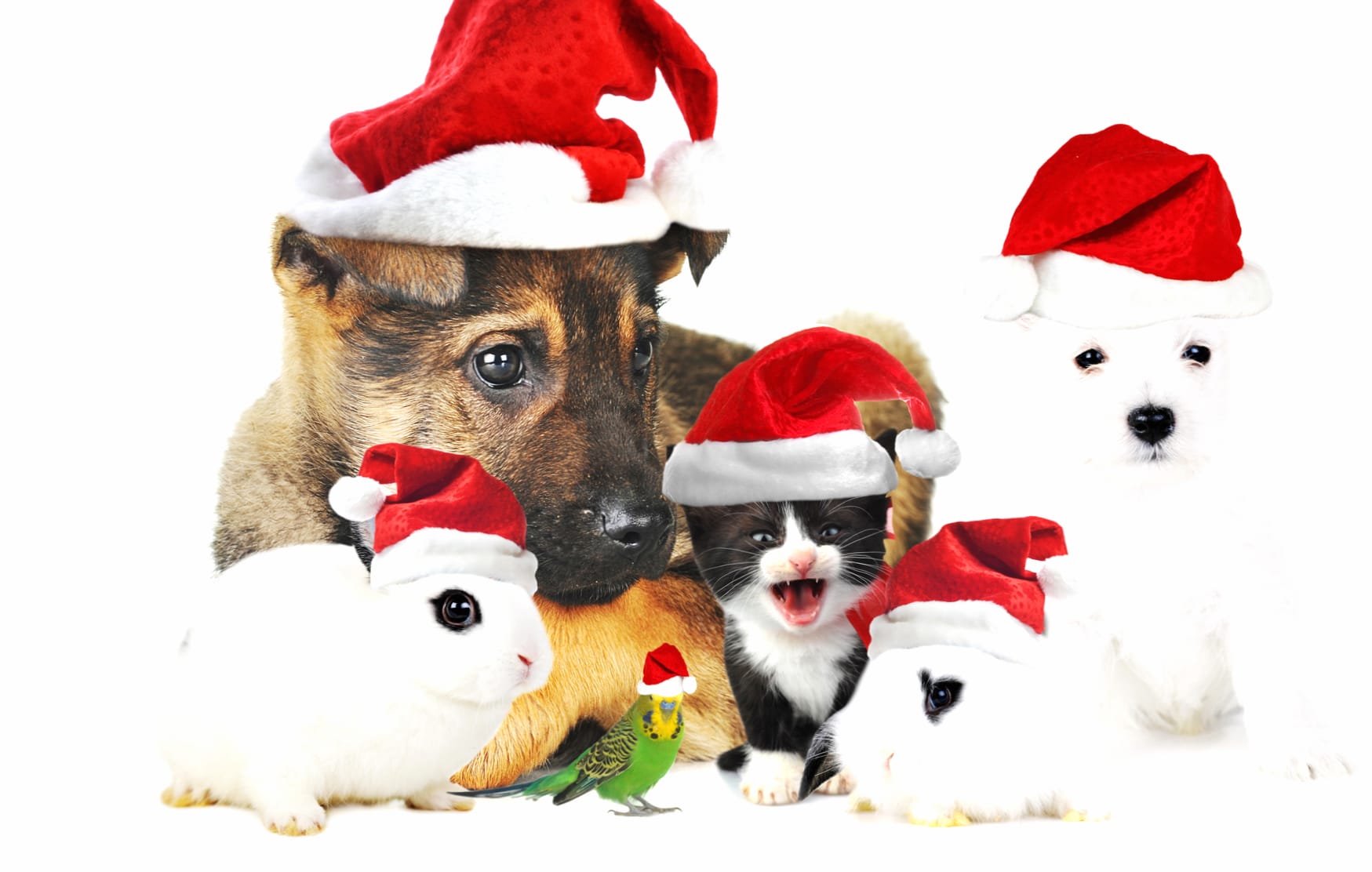 Festive Pets Christmas wallpapers HD quality