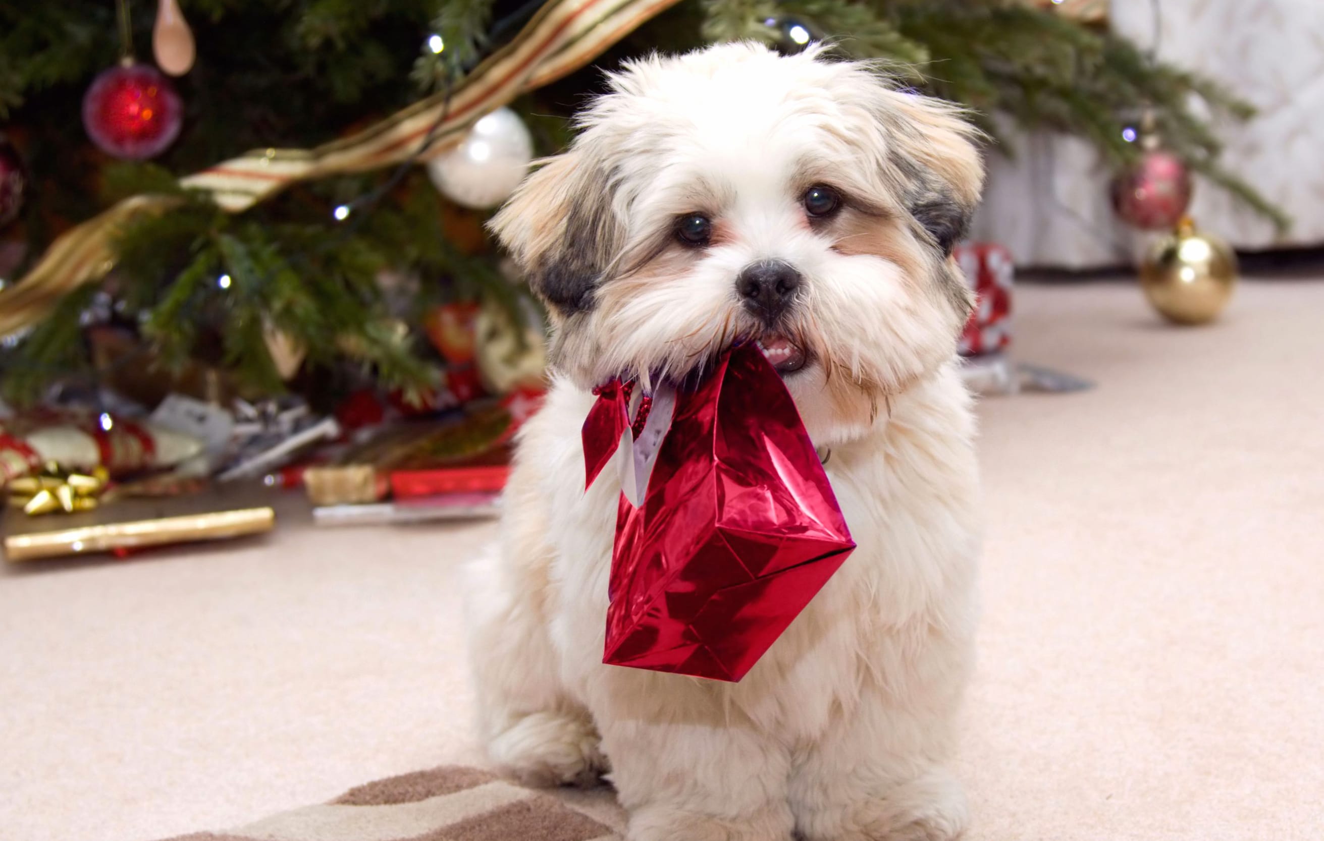 Festive Puppy at 2048 x 2048 iPad size wallpapers HD quality