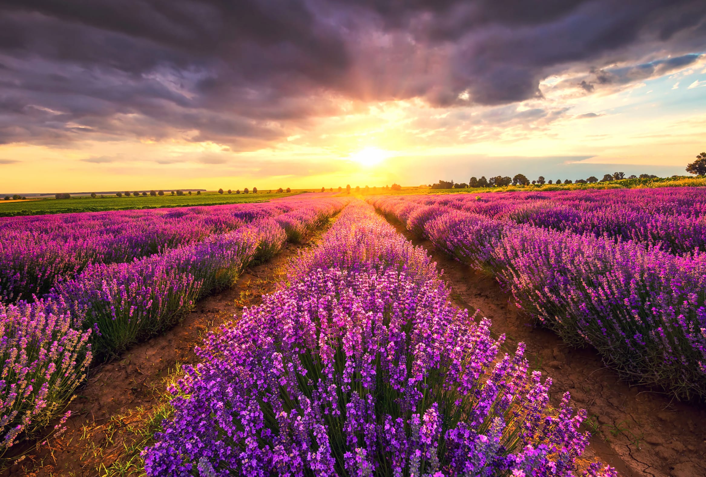 Field Nature Lavender at 2560 x 1440 HD size wallpapers HD quality