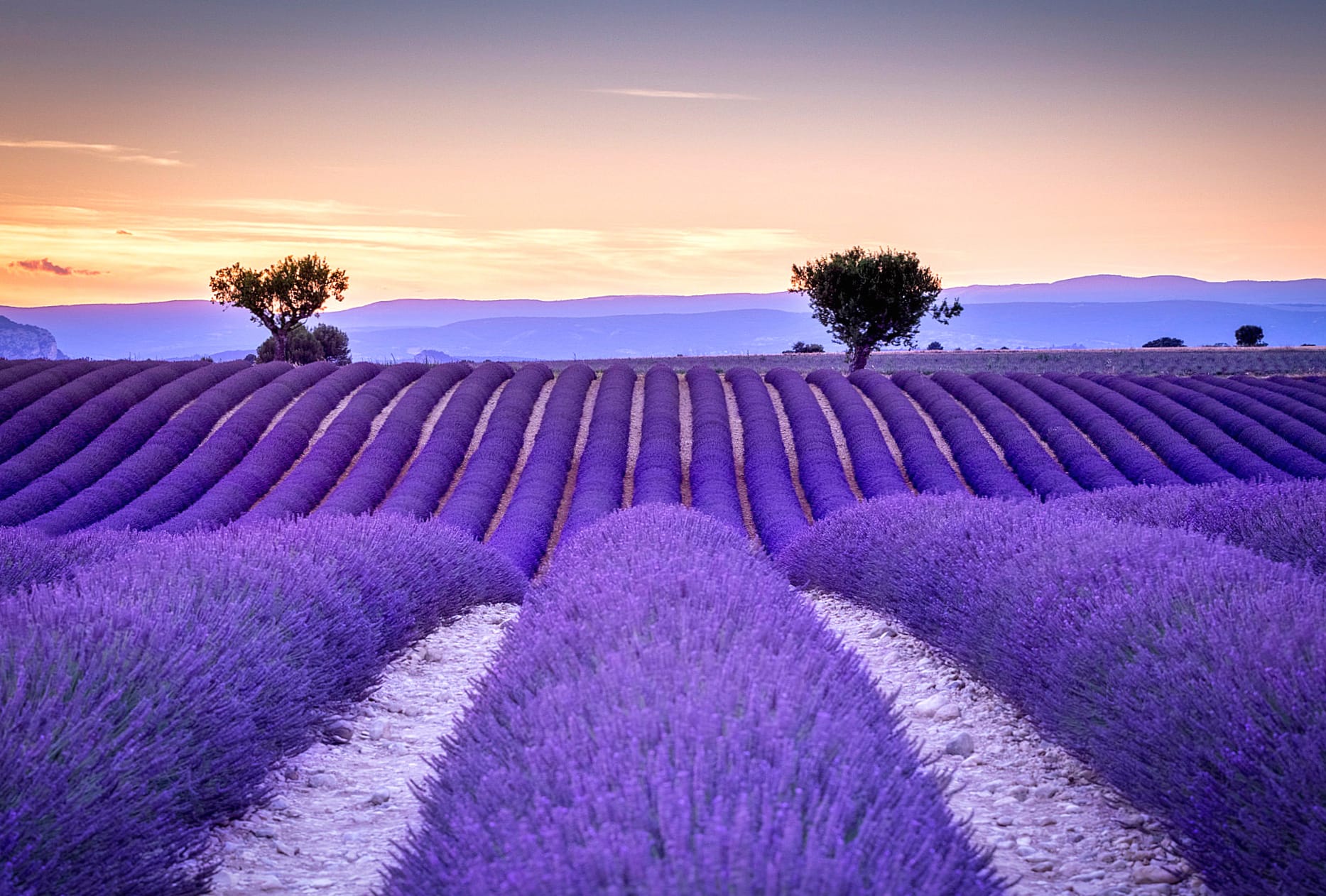 Field Tree Purple Flower Flower Landscape Nature Lavender at 1024 x 1024 iPad size wallpapers HD quality