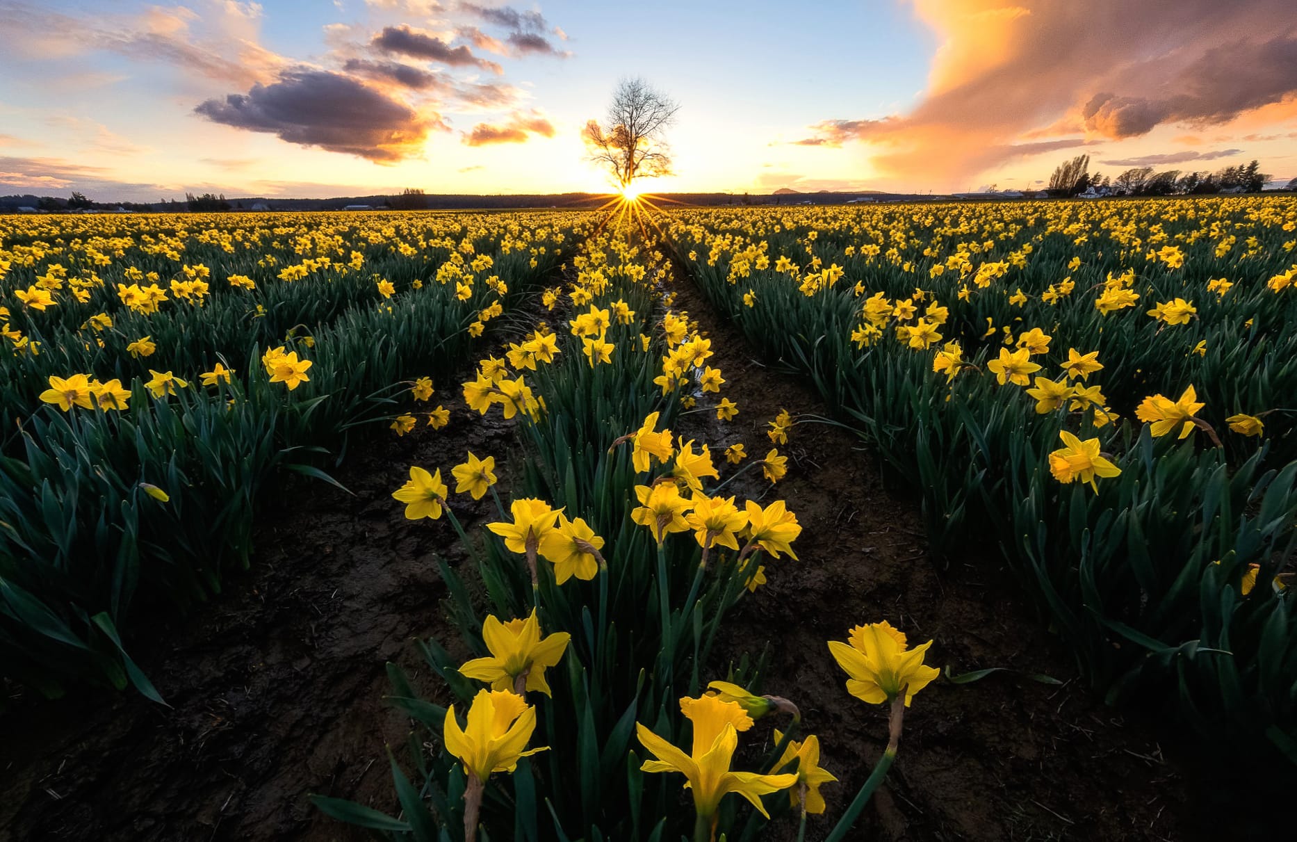 Field Yellow Flower Summer Flower Nature Daffodil at 1920 x 1080 HD size wallpapers HD quality