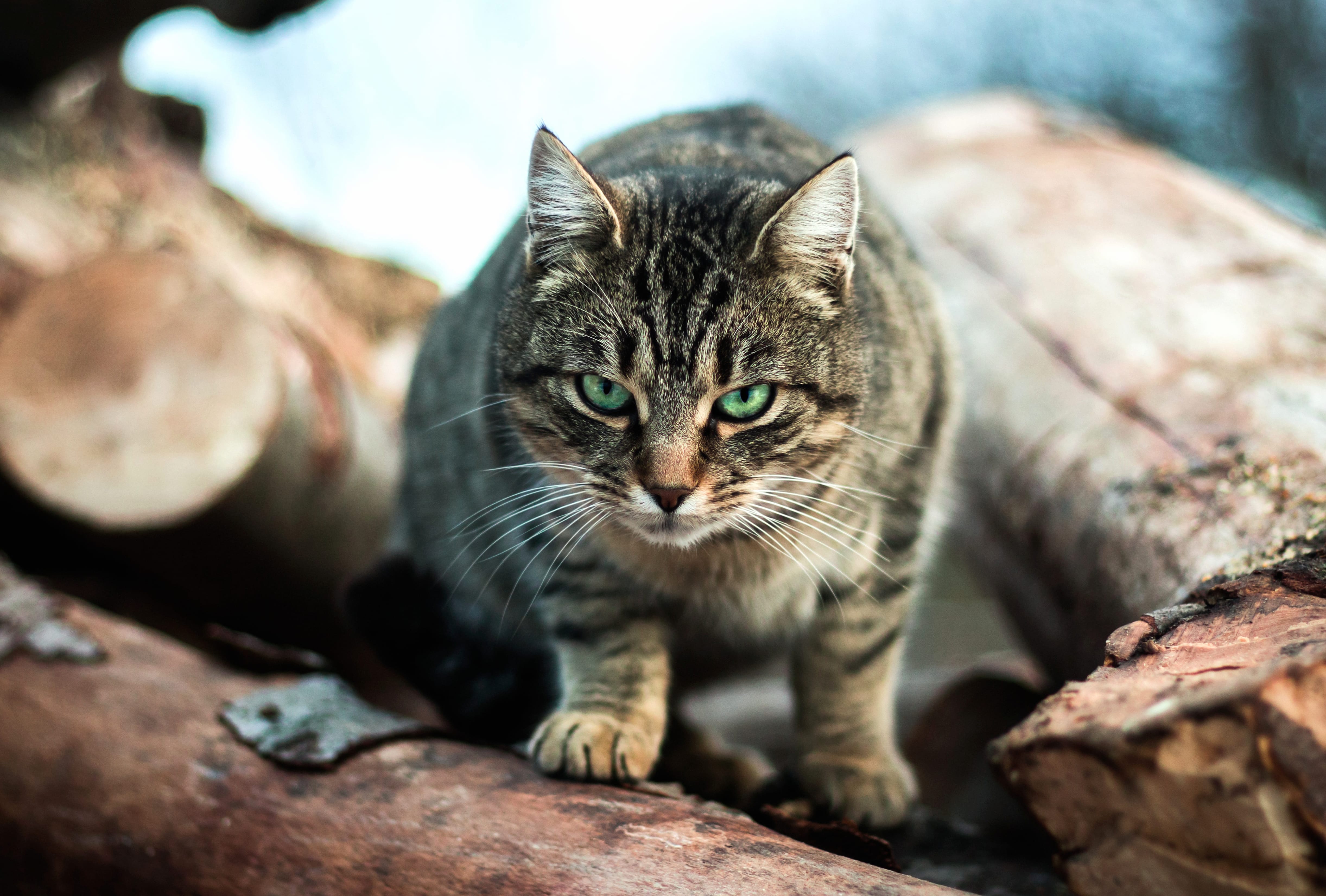 Fierce Gaze Green-Eyed Cat wallpapers HD quality