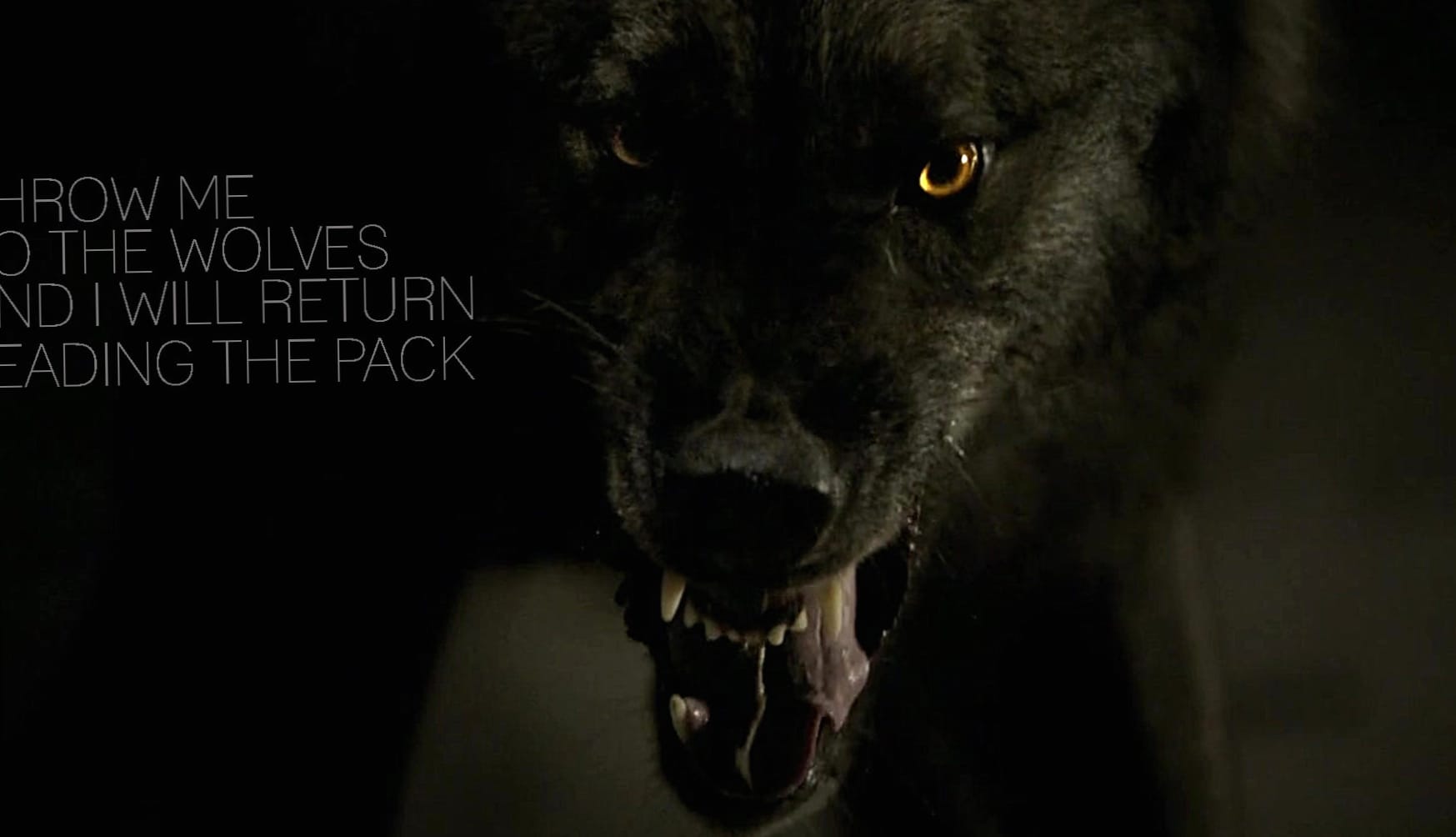 Fierce Wolf Leading the Pack at 2560 x 1440 HD size wallpapers HD quality