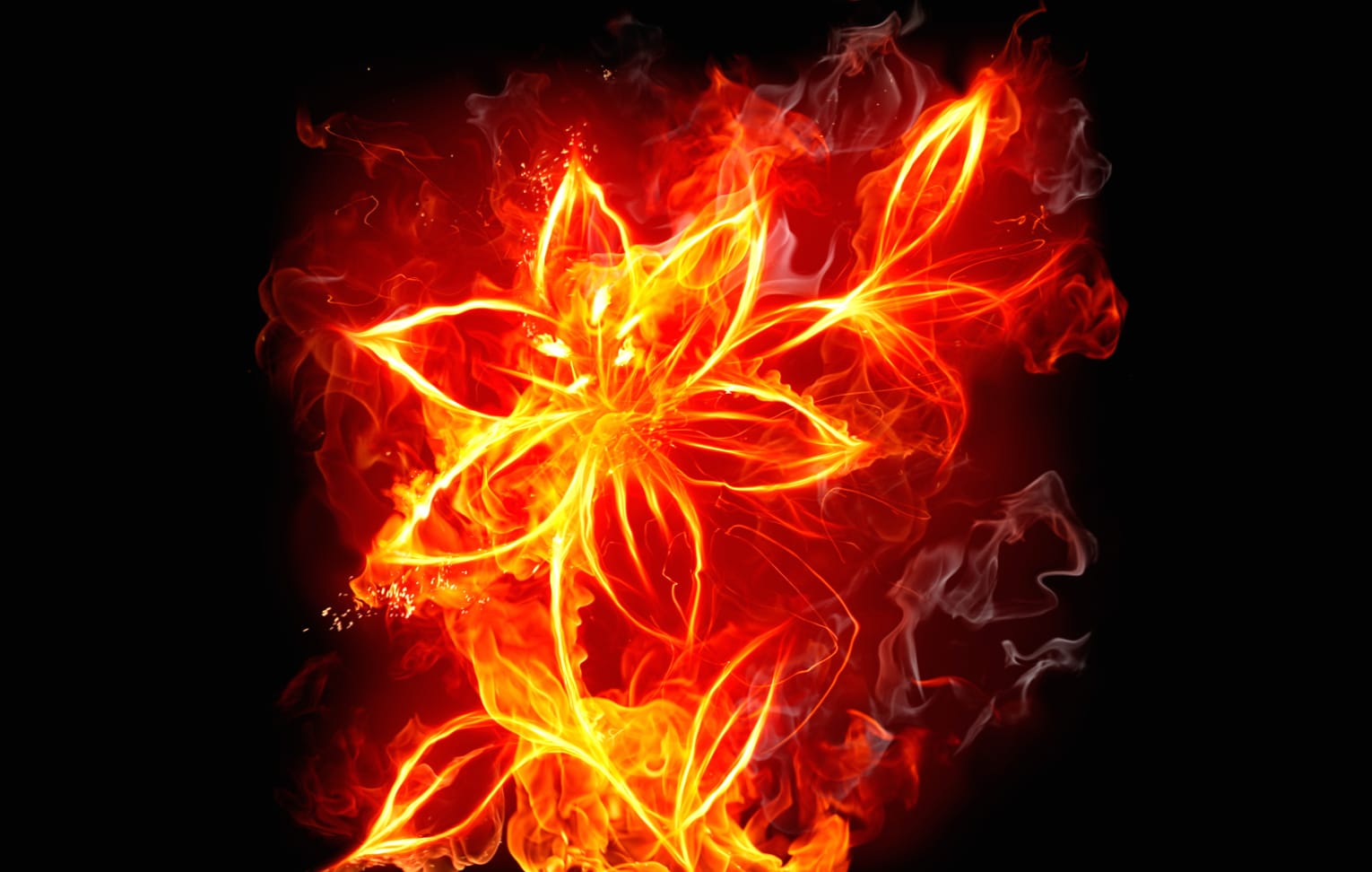 Fiery Blossom wallpapers HD quality