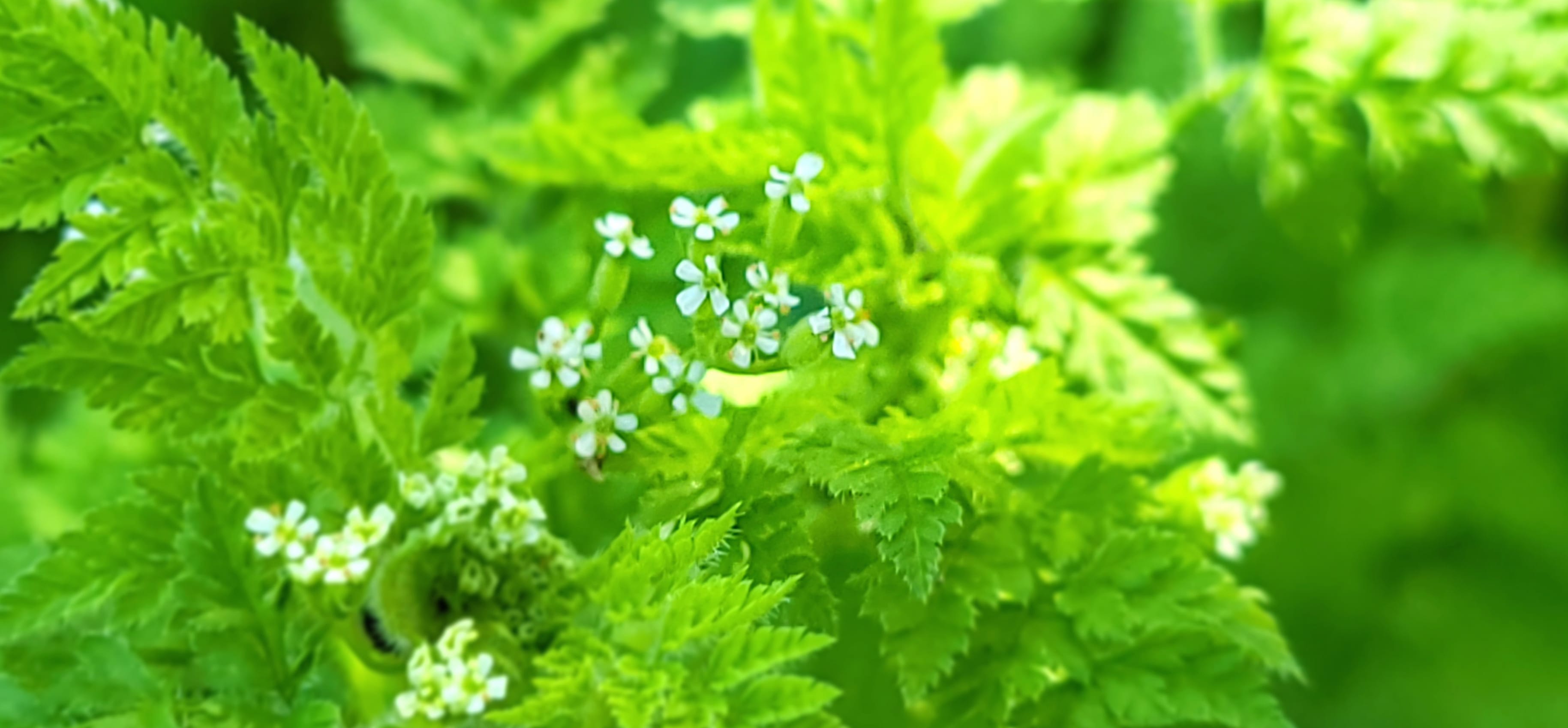 Floral Closeup - Green Fern White Flowers wallpapers HD quality