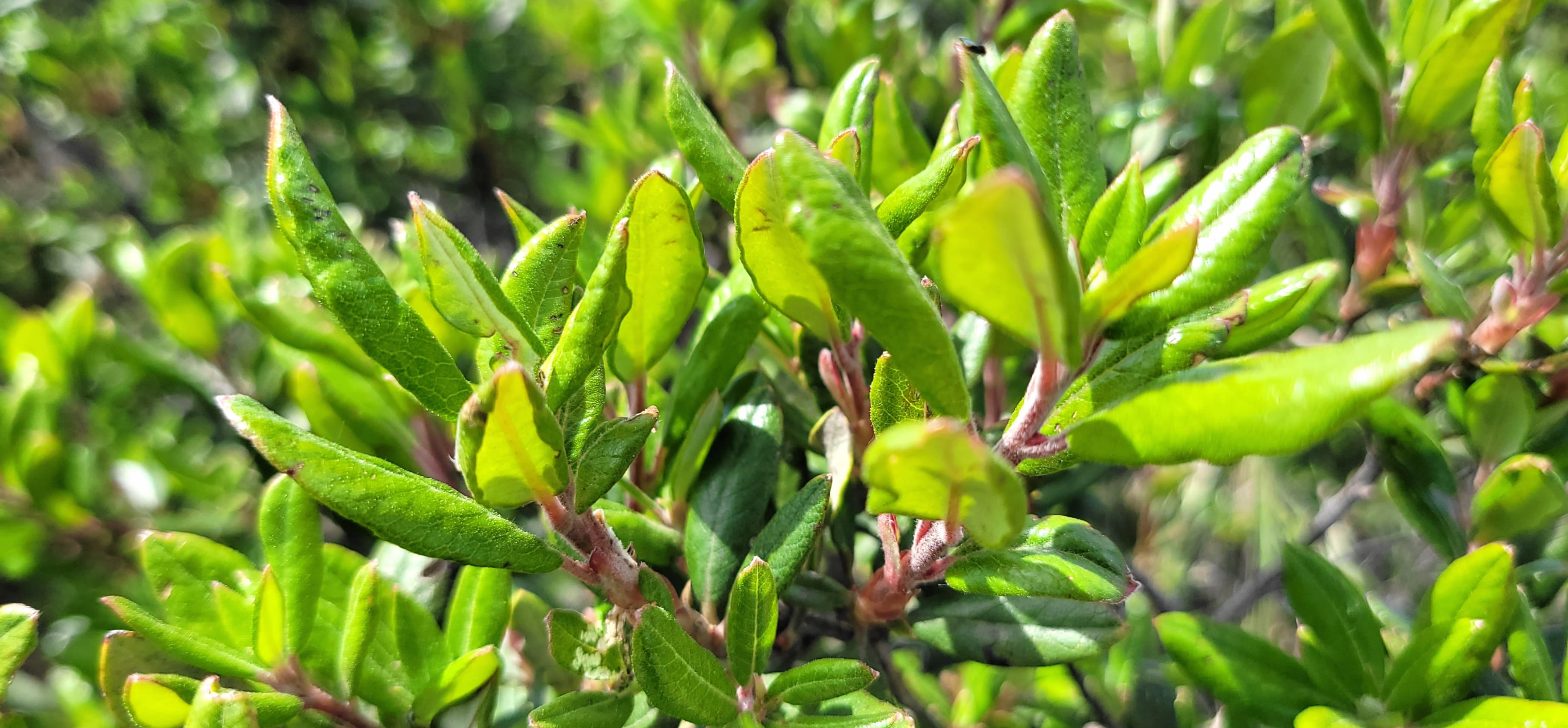 Floral Closeup - Green Leaves wallpapers HD quality