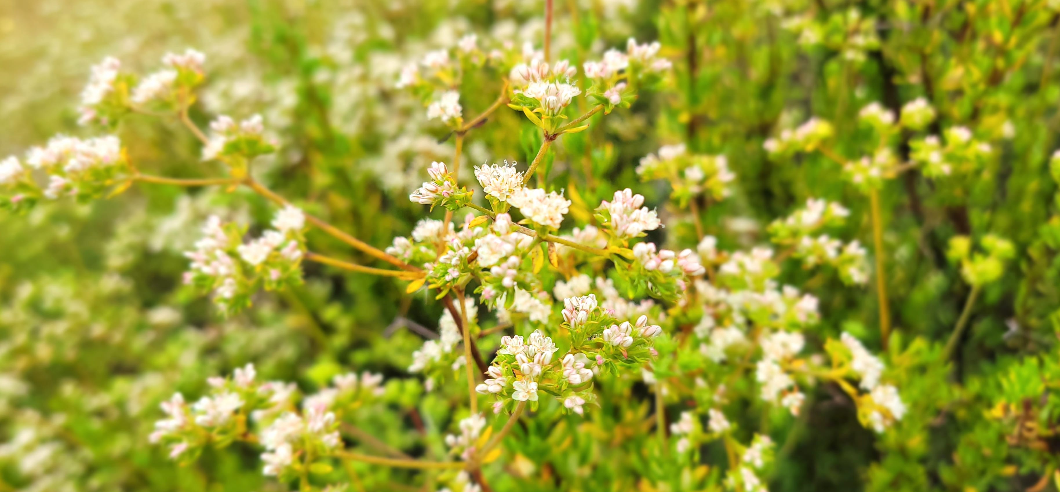 Floral Closeup - White Flowers Green Bushes wallpapers HD quality