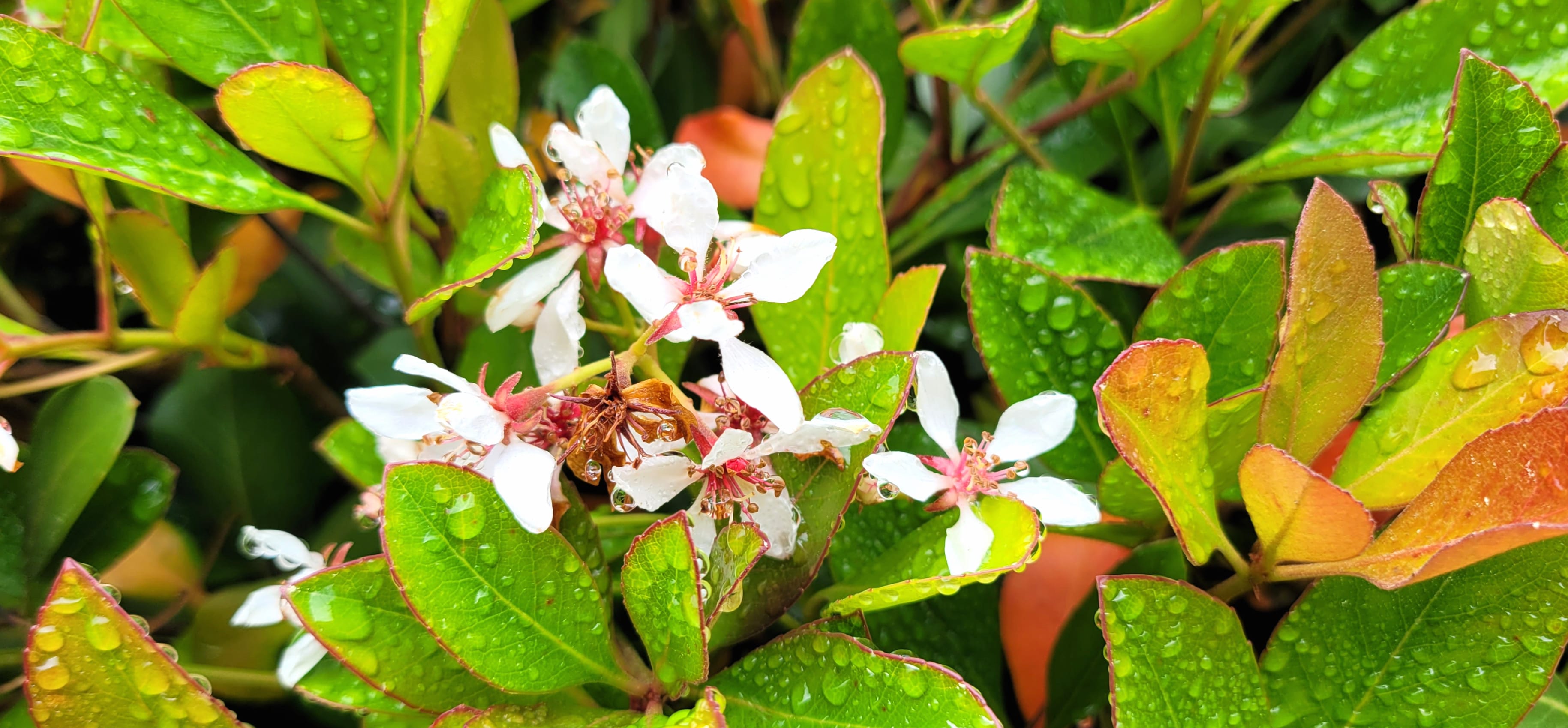 Floral Closeup - White Flowers Green Leaves at 1334 x 750 iPhone 7 size wallpapers HD quality