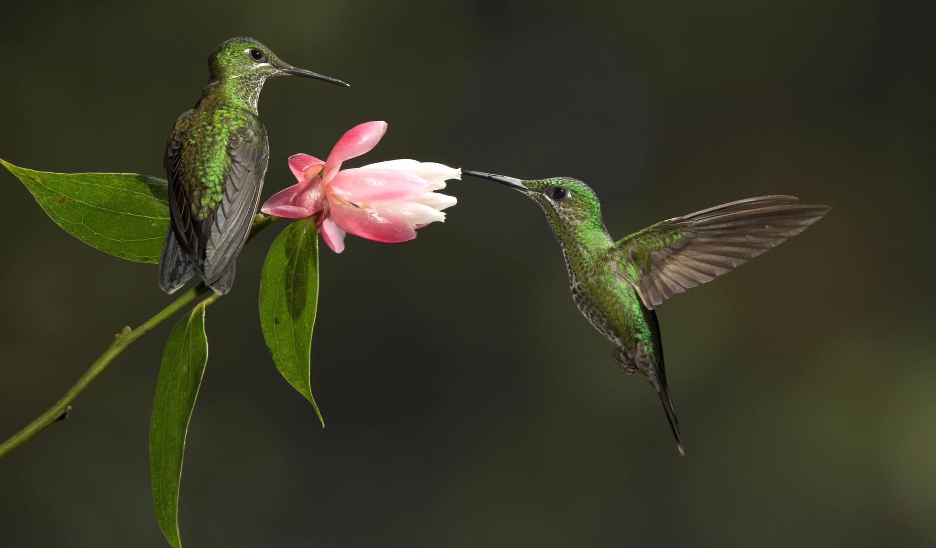 Flower Bird Animal Hummingbird wallpapers HD quality