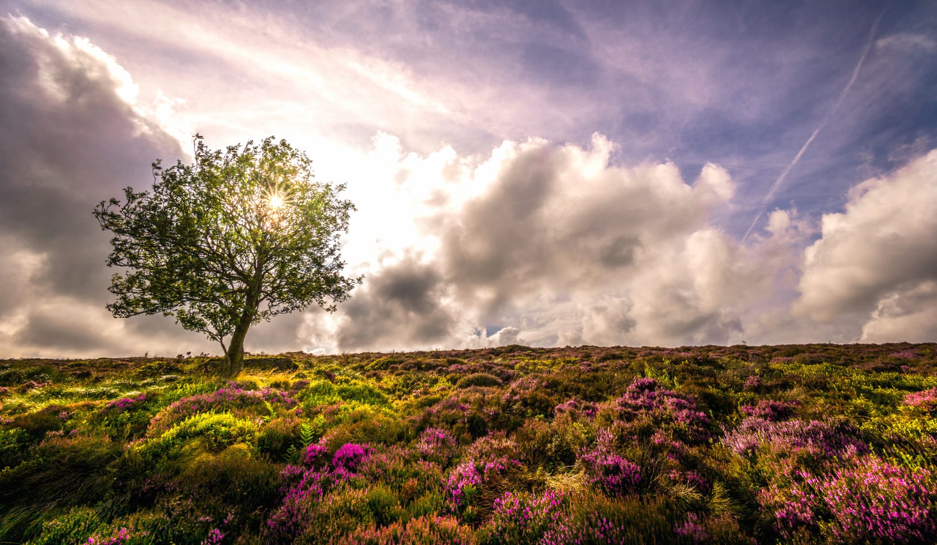 Flower Cloud Sky Lavender Lonely Tree Nature Tree wallpapers HD quality