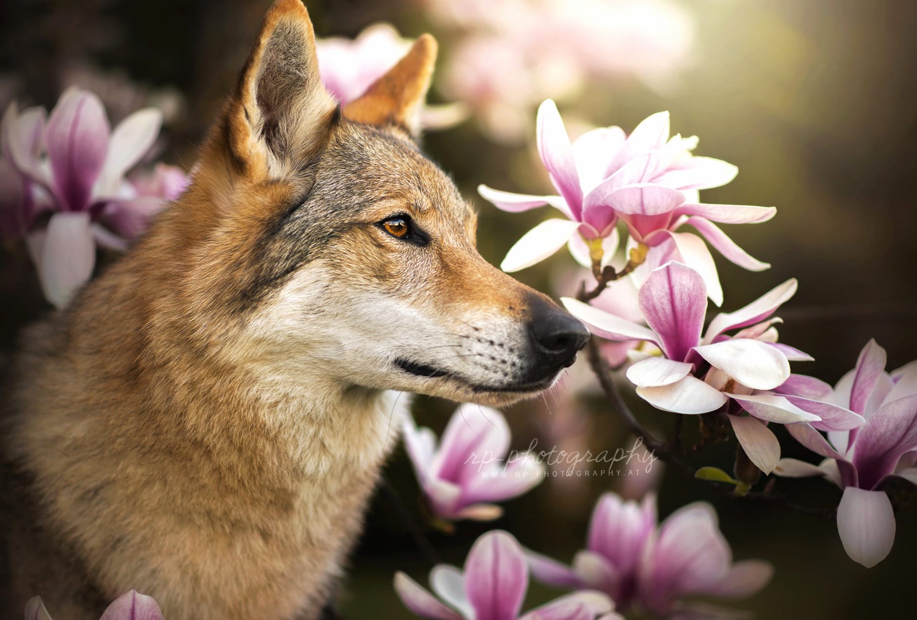 Flower Czechoslovakian Wolfdog Wolf Animal Wolfdog at 1334 x 750 iPhone 7 size wallpapers HD quality