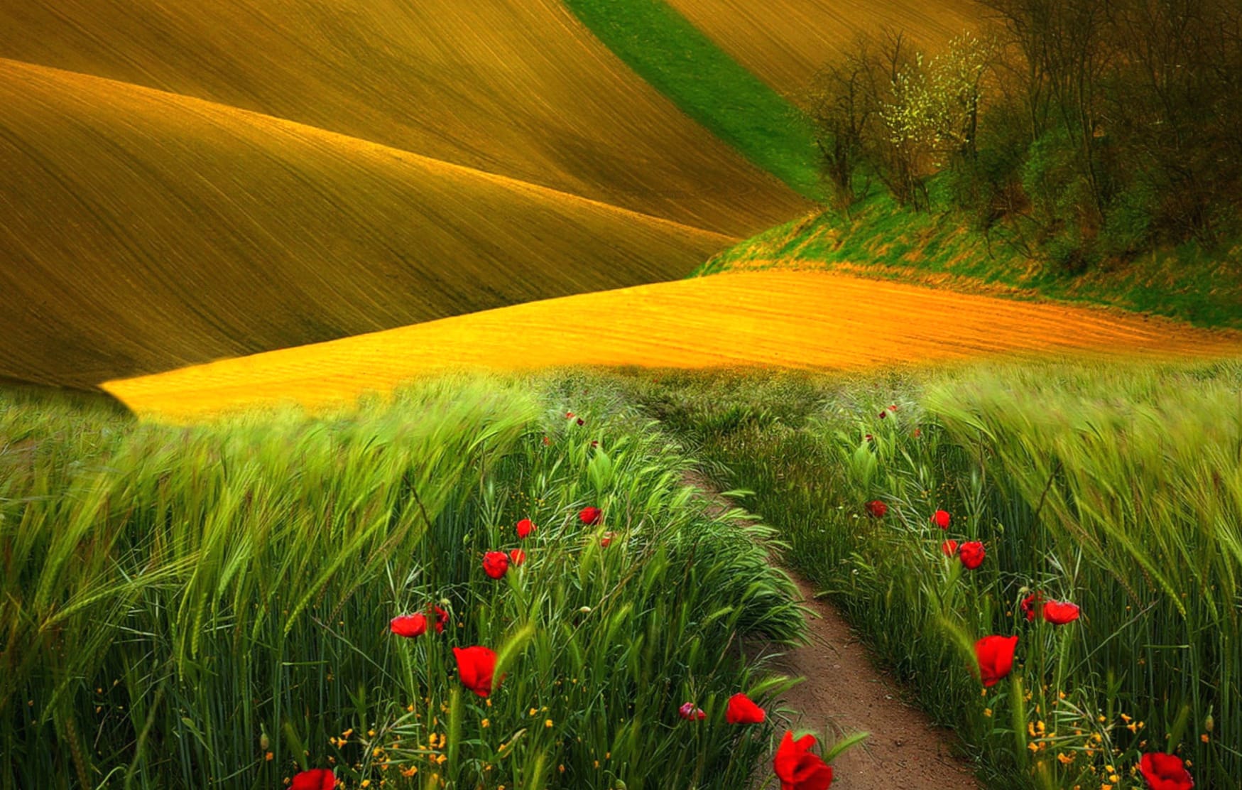 Flower Grass Field Nature Landscape at 640 x 960 iPhone 4 size wallpapers HD quality