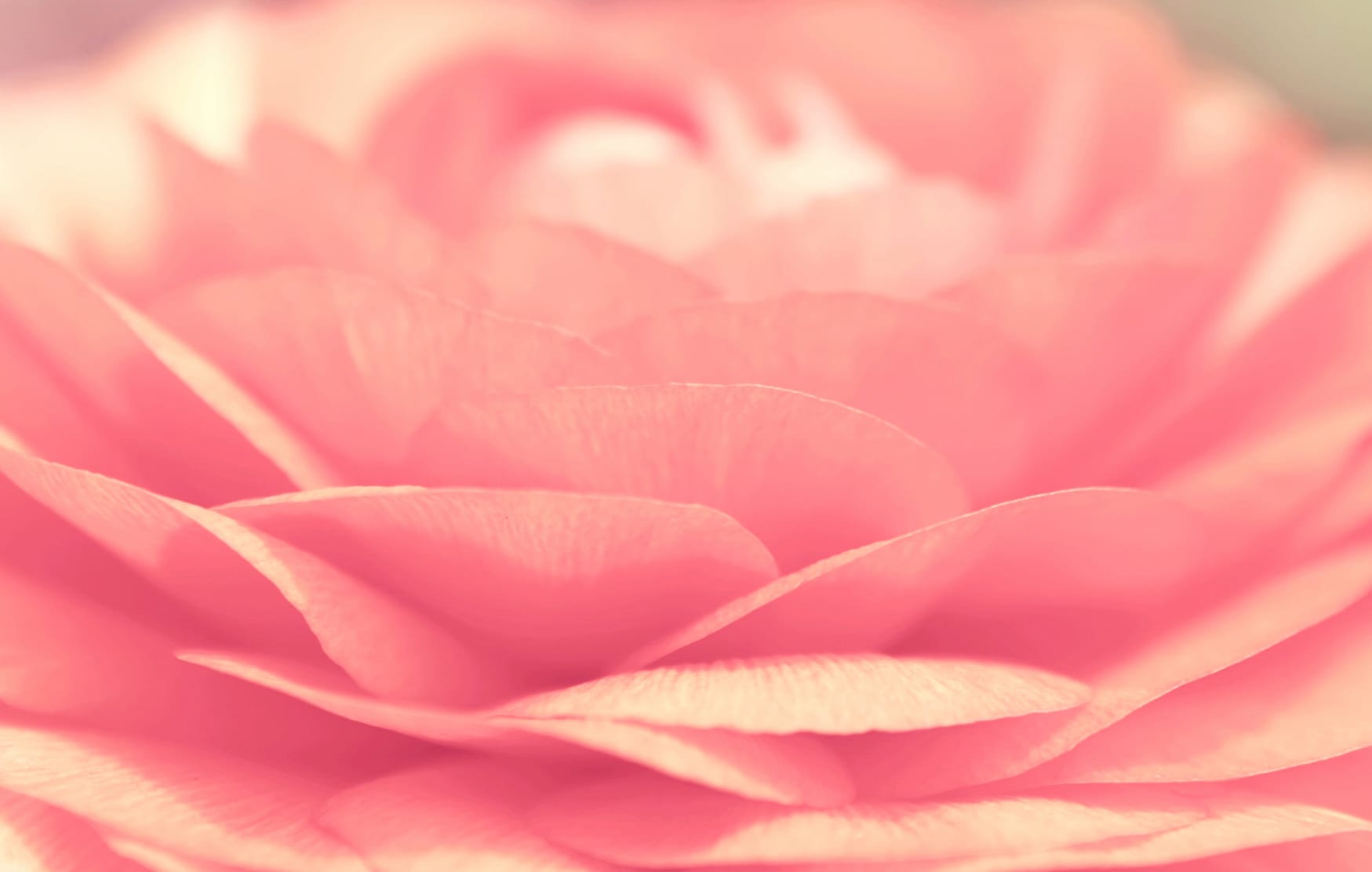 Flower Macro Close-up Petal Pink Rose Nature Rose wallpapers HD quality