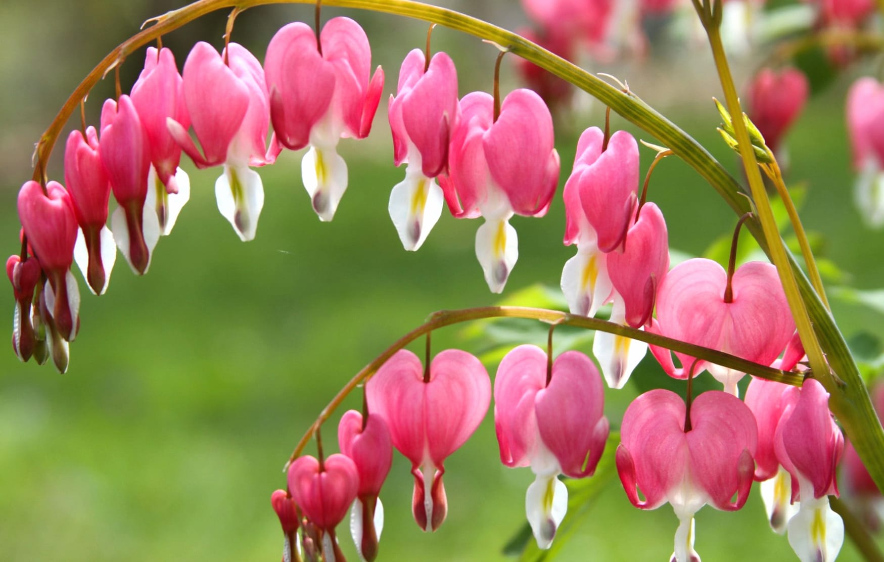 Flower Nature Bleeding Heart wallpapers HD quality