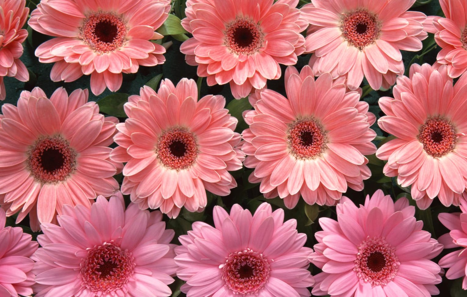 Flower Nature Gerbera Wallpaper wallpapers HD quality