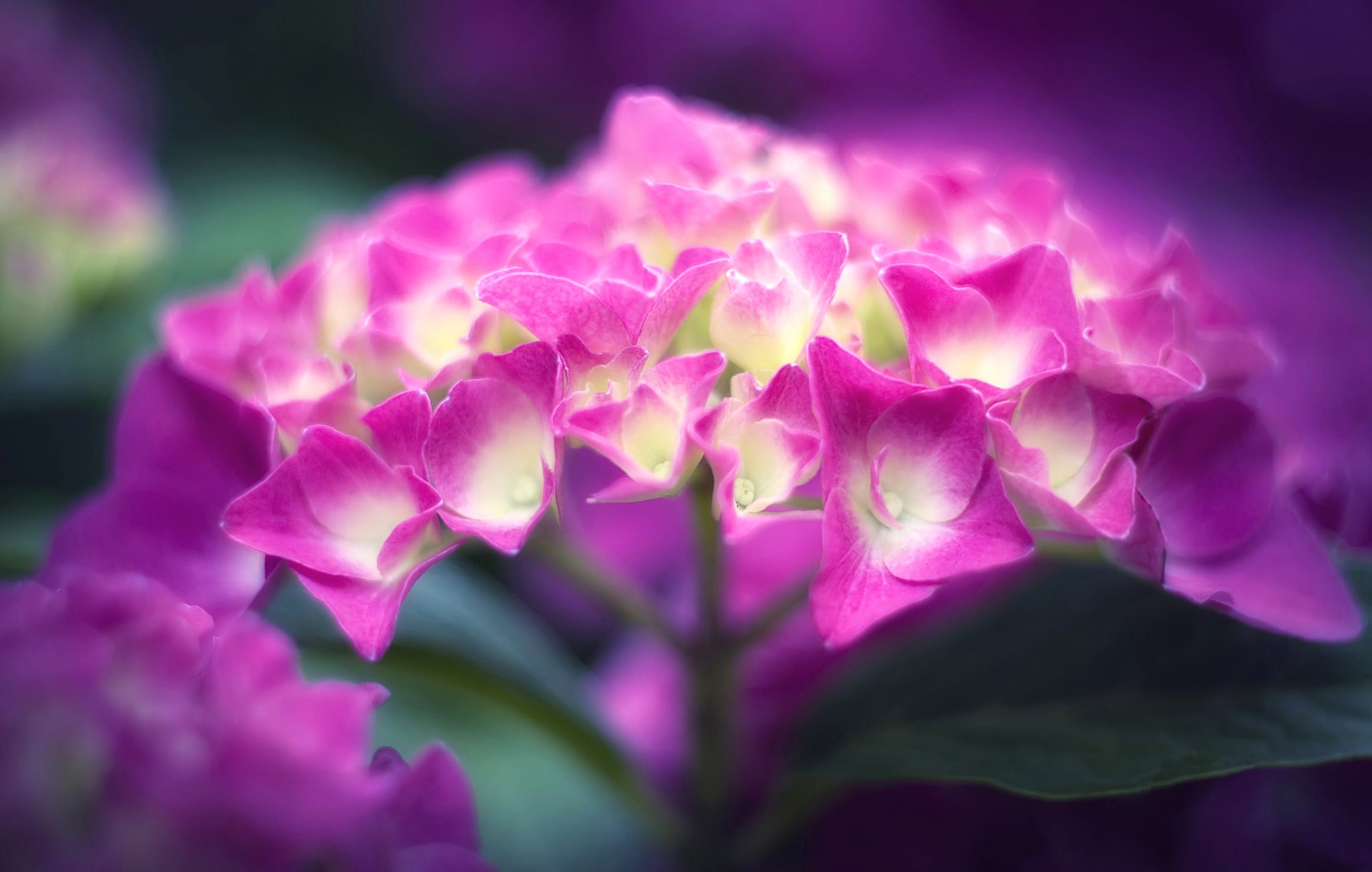 Flower Nature Hydrangea at 2048 x 2048 iPad size wallpapers HD quality