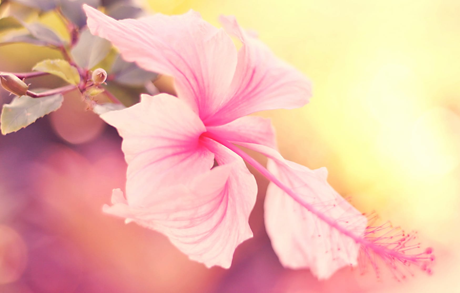 Flower Pastel Nature Hibiscus wallpapers HD quality