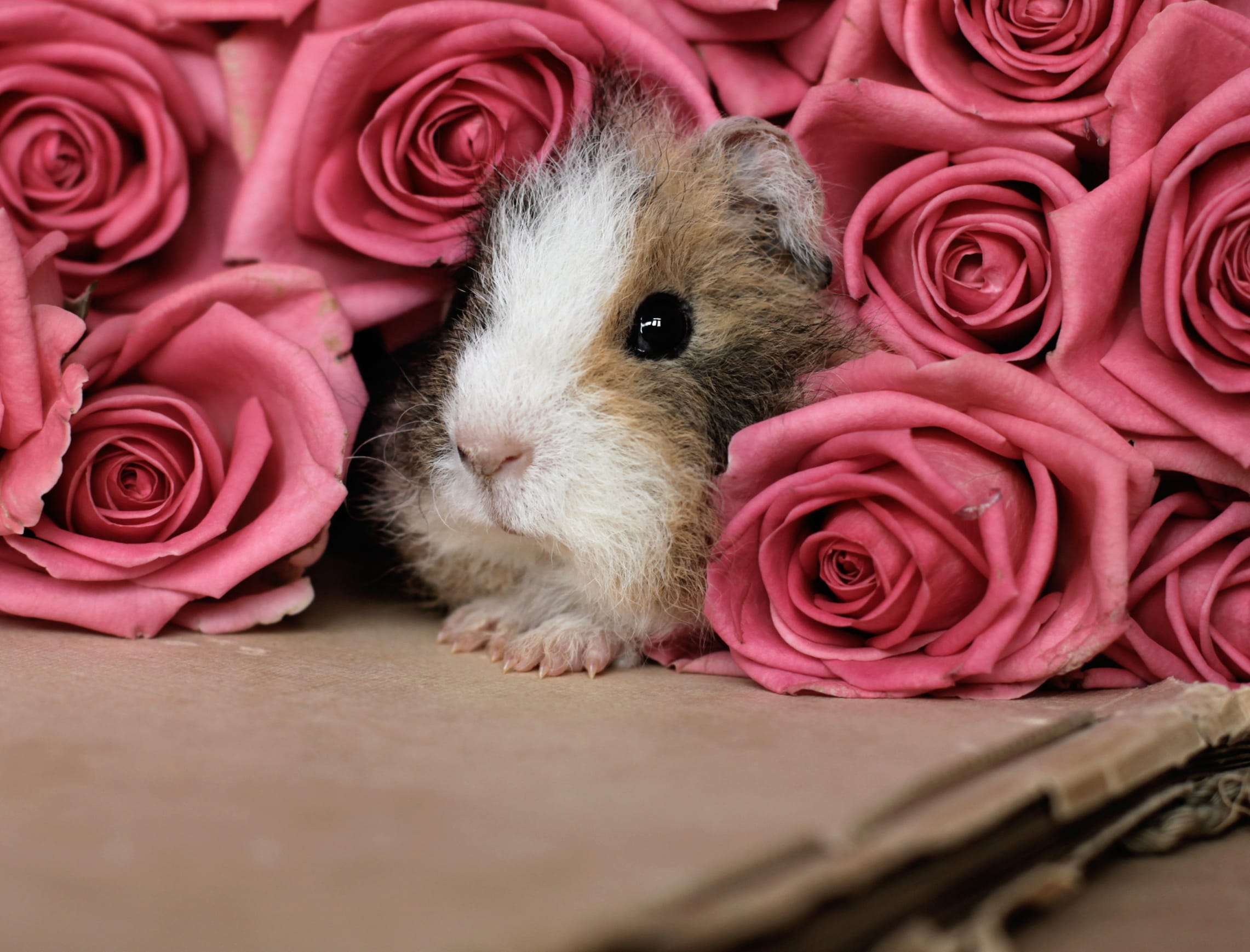 Flower Rose Animal Guinea Pig at 320 x 480 iPhone size wallpapers HD quality