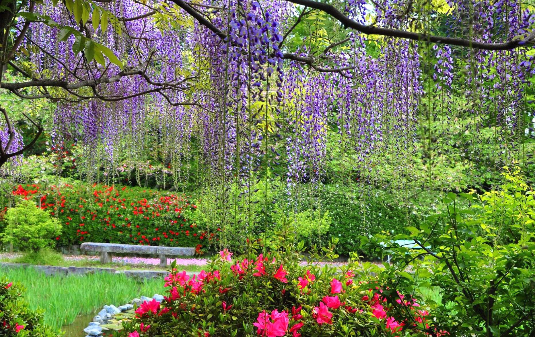 Flower Wisteria Park Nature Spring wallpapers HD quality