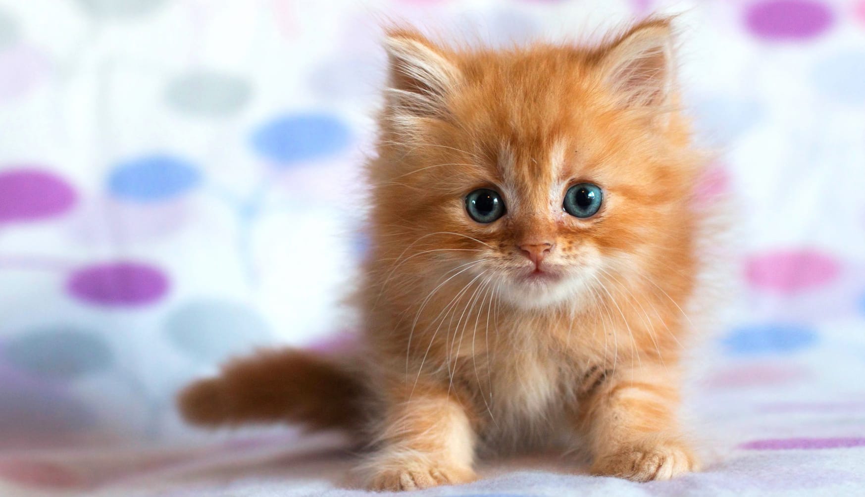 Fluffy Cute Kitten Animal Cat Cute Cat wallpapers HD quality