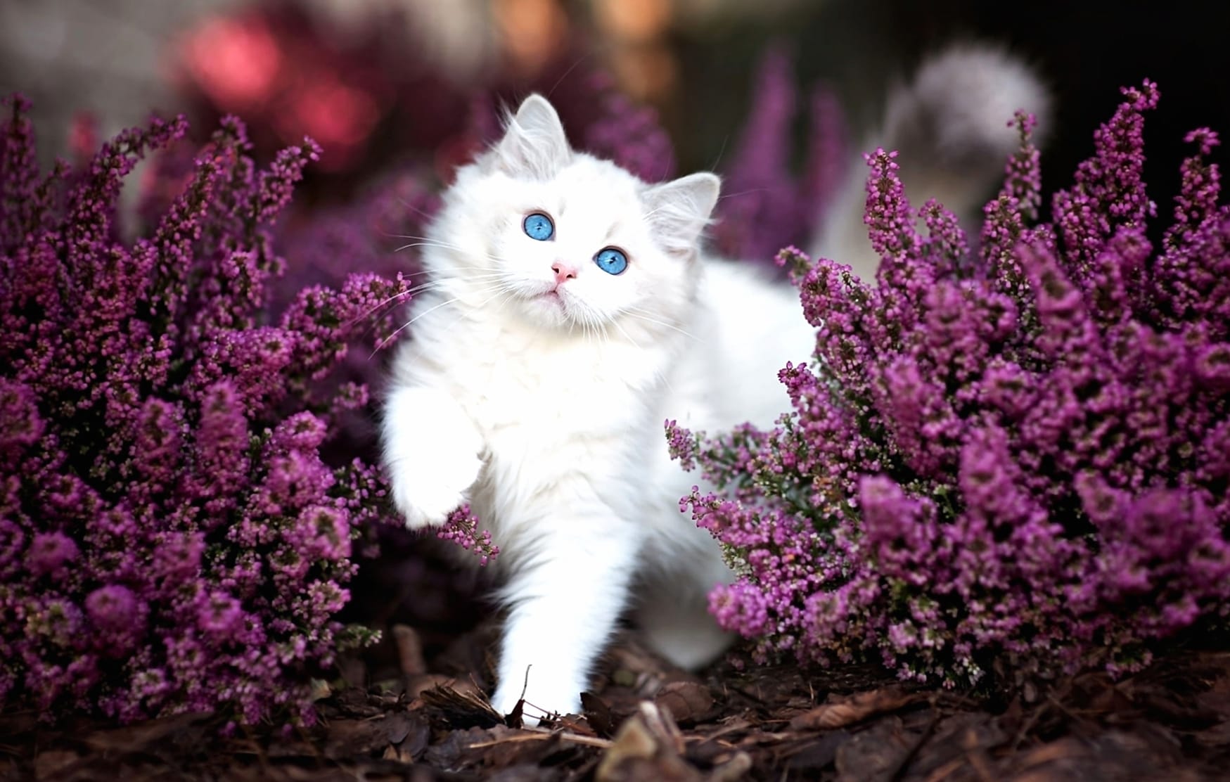 Fluffy Kitten Among Purple Flowers wallpapers HD quality