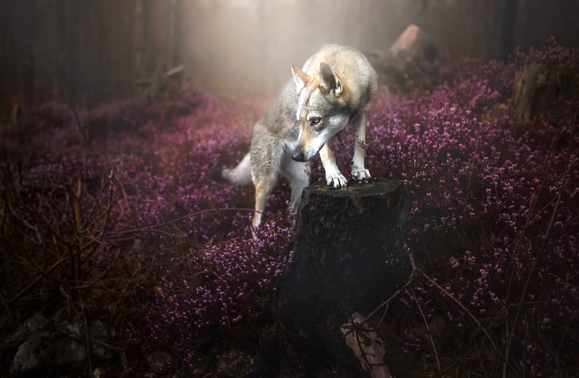 Fog Flower Nature Dog Animal Wolfdog at 320 x 480 iPhone size wallpapers HD quality