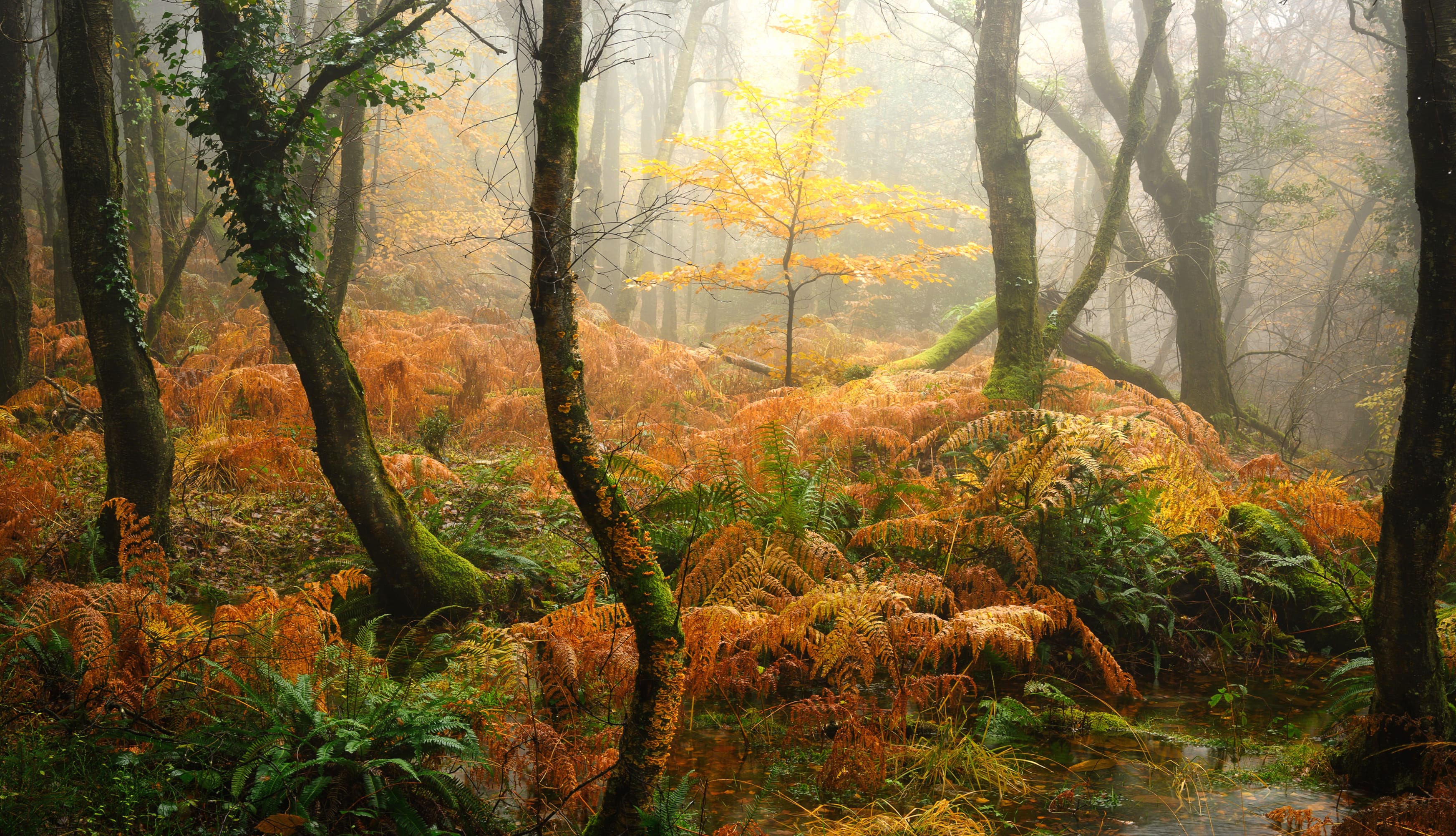 Foggy Autumn Forest wallpapers HD quality