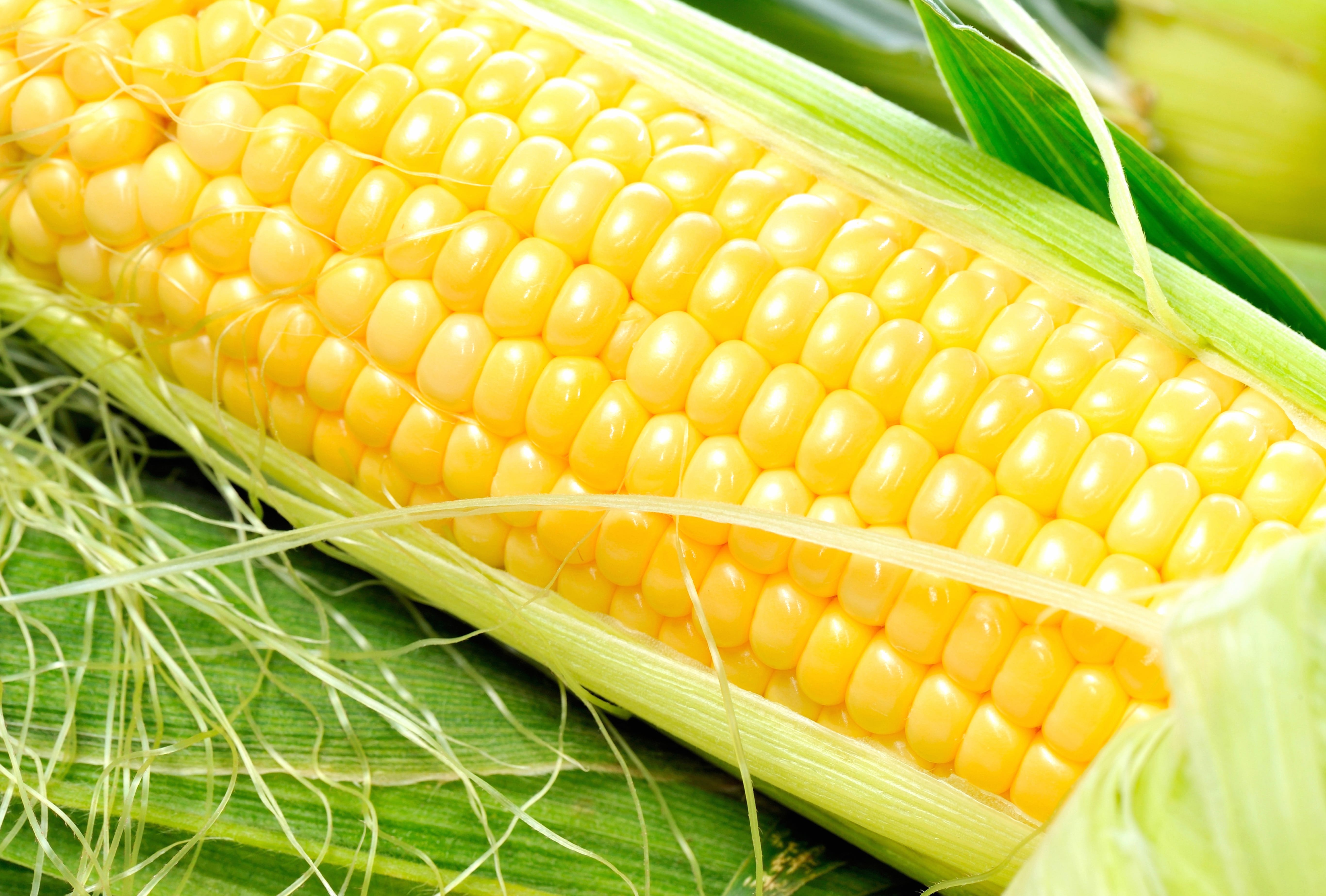 Food Corn wallpapers HD quality