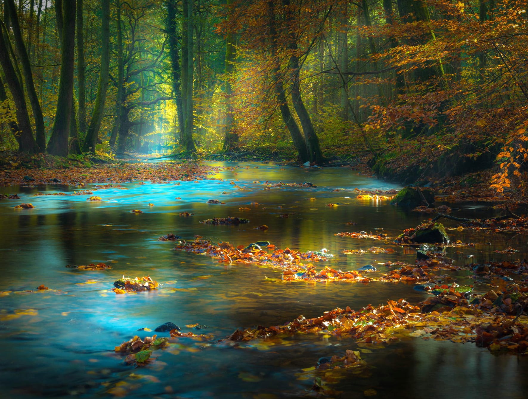 Forest Glow - Sunbeam, River & Autumn Leaves wallpapers HD quality