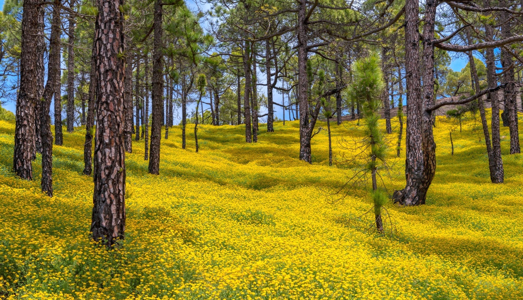 Forest of Gold HD Nature Wallpaper wallpapers HD quality