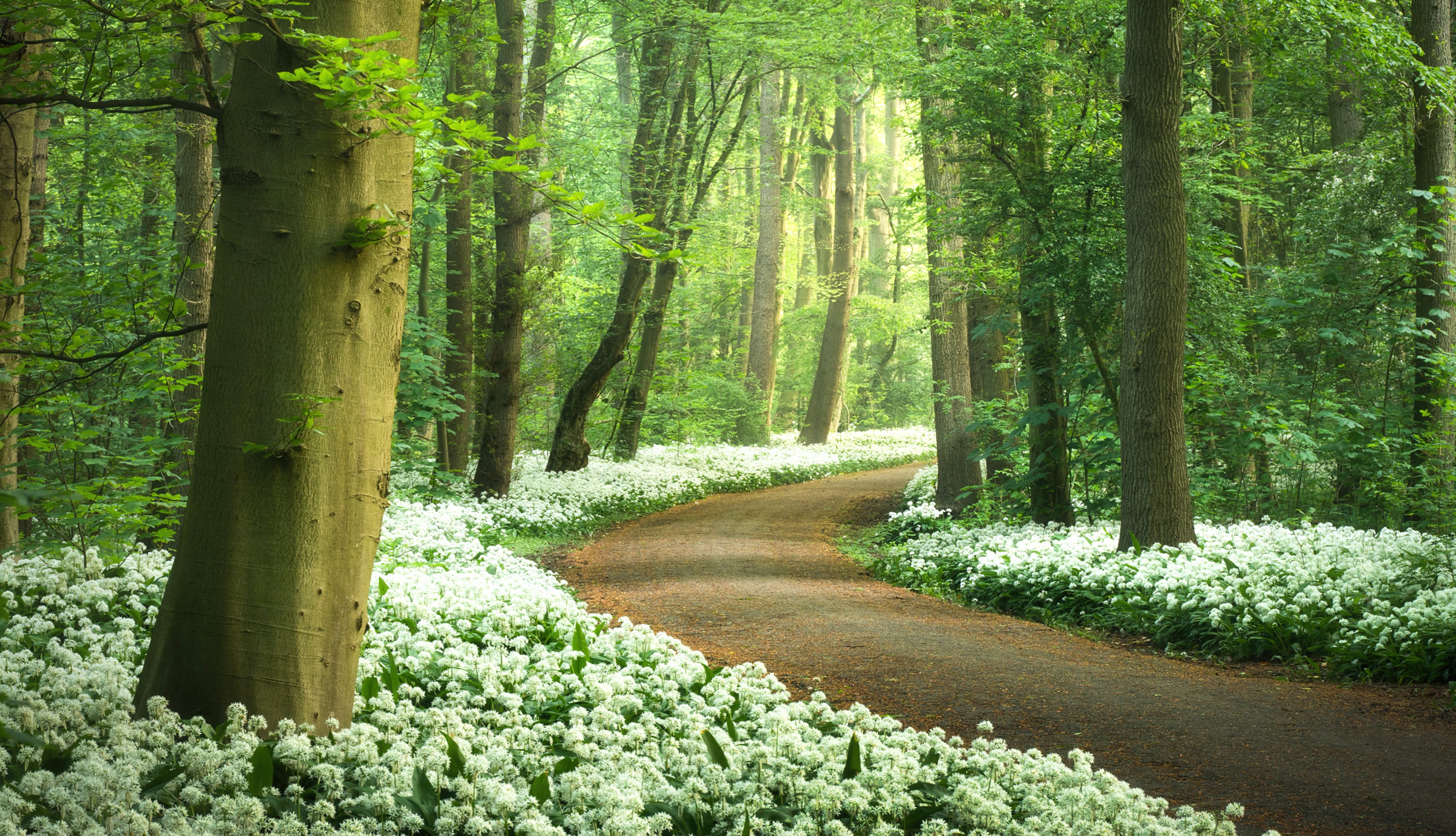 Forest path White flowers wallpapers HD quality