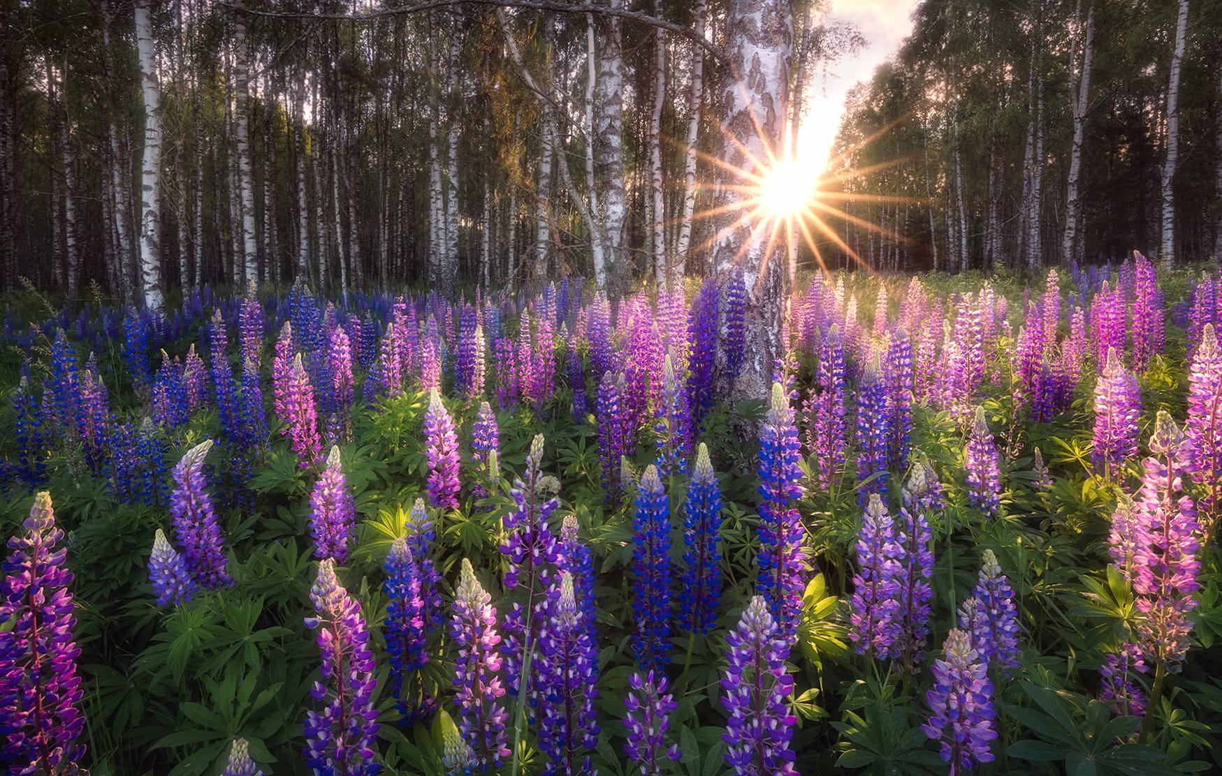 Forest Purple Flower Flower Nature Lupine at 1600 x 1200 size wallpapers HD quality