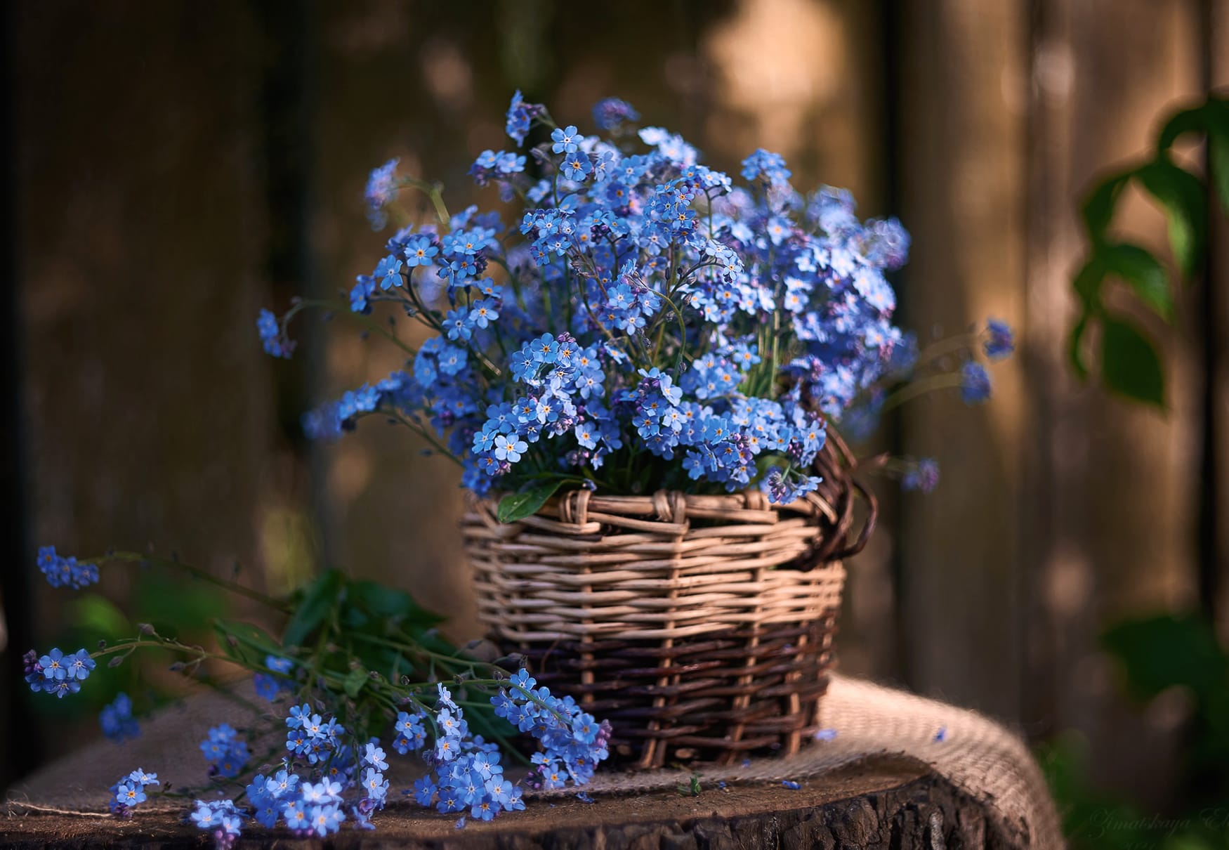 Forget-me-not Man Made Flower at 1920 x 1080 HD size wallpapers HD quality