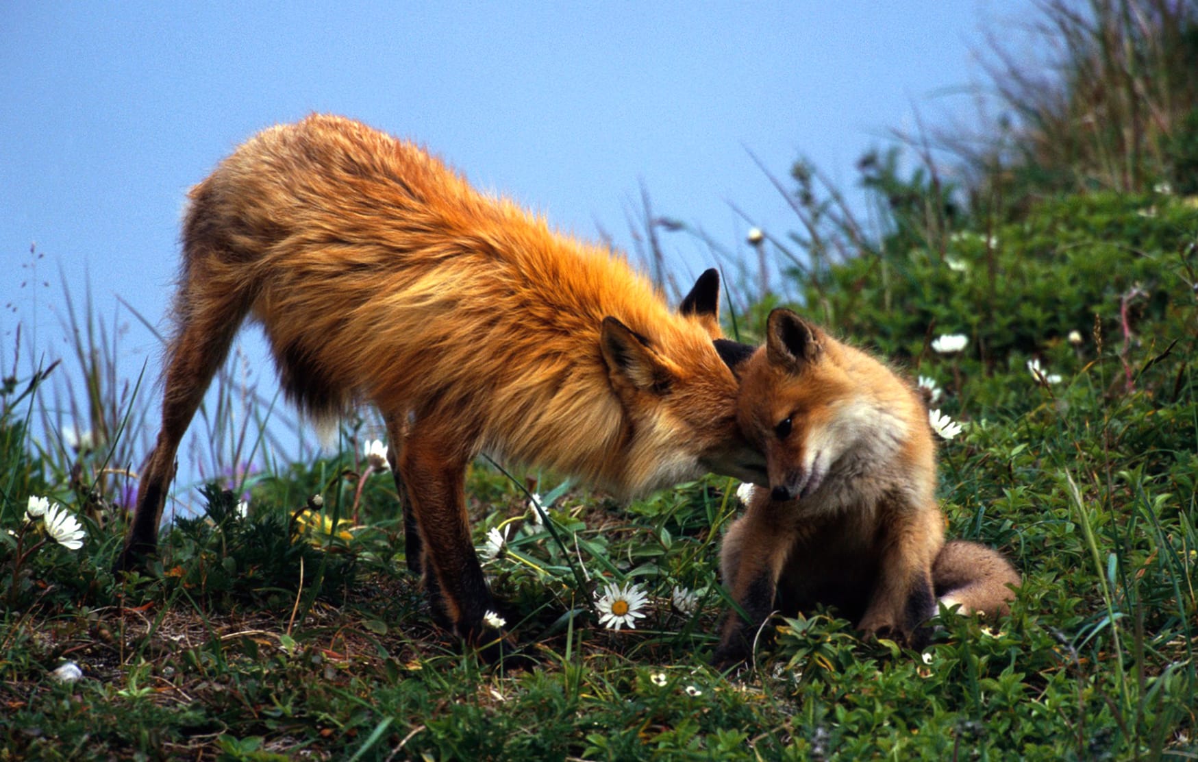 Fox Family Bonding - wallpapers HD Fox Family Bonding - wallpapers HD quality