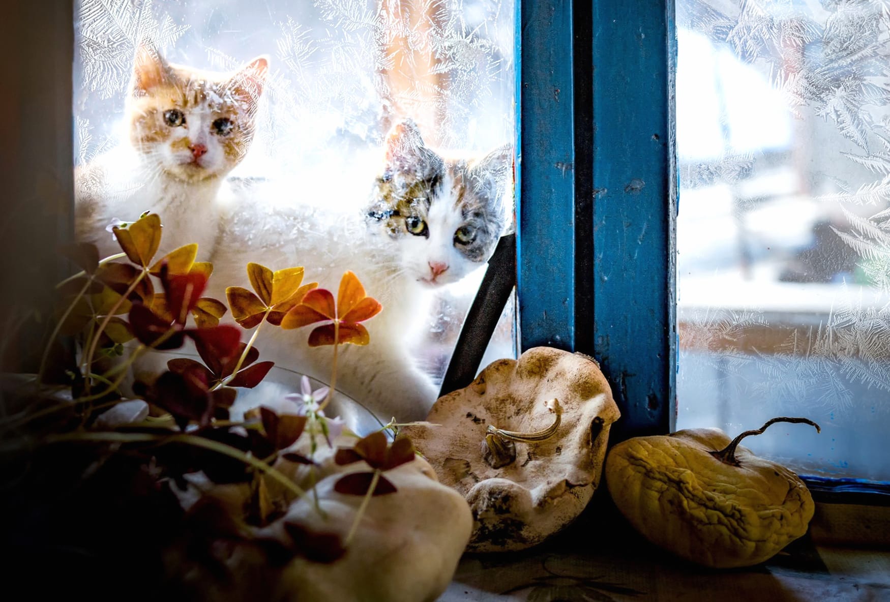 Frost Window Animal Cat at 1600 x 1200 size wallpapers HD quality