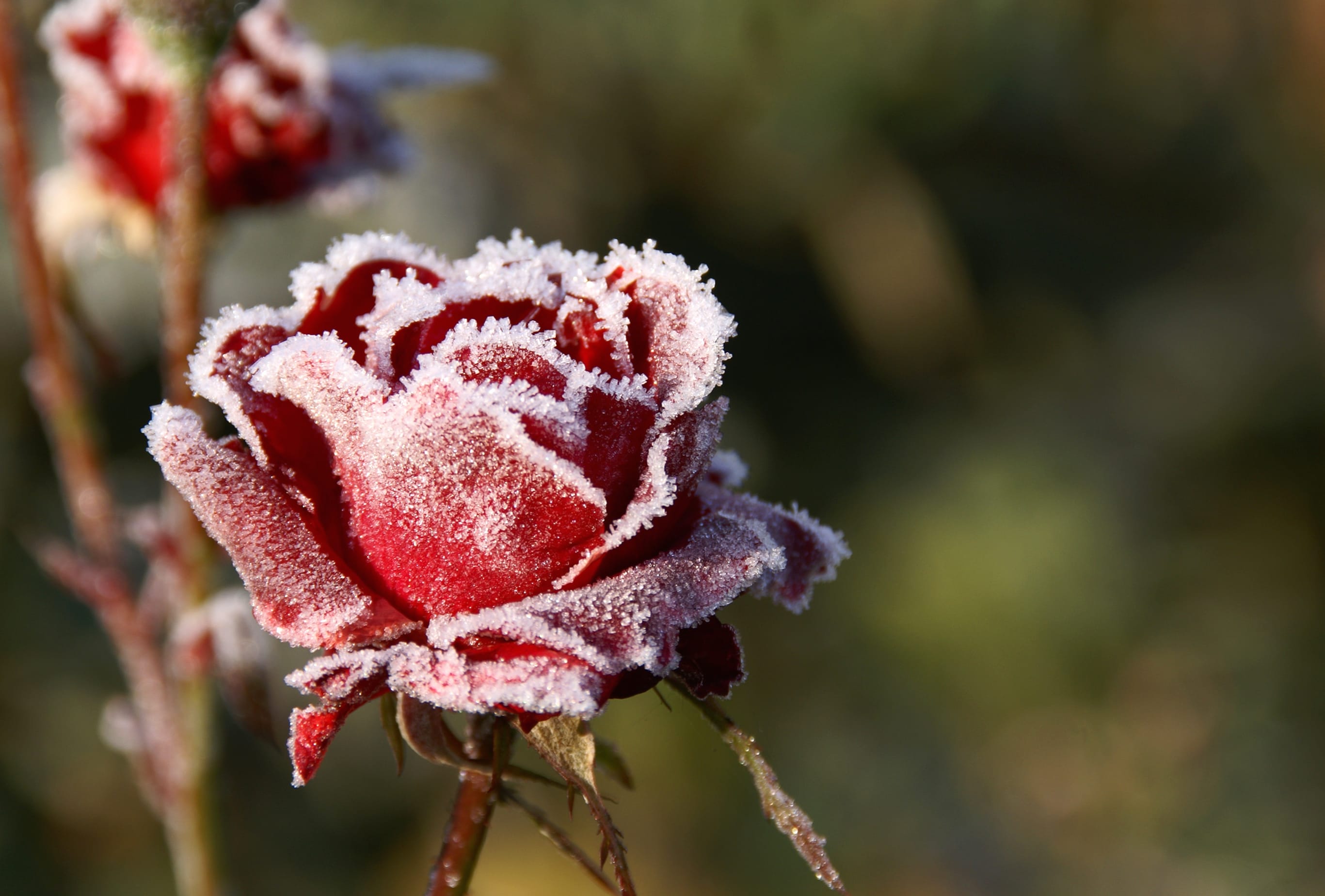 Frosted Red Rose wallpapers HD quality