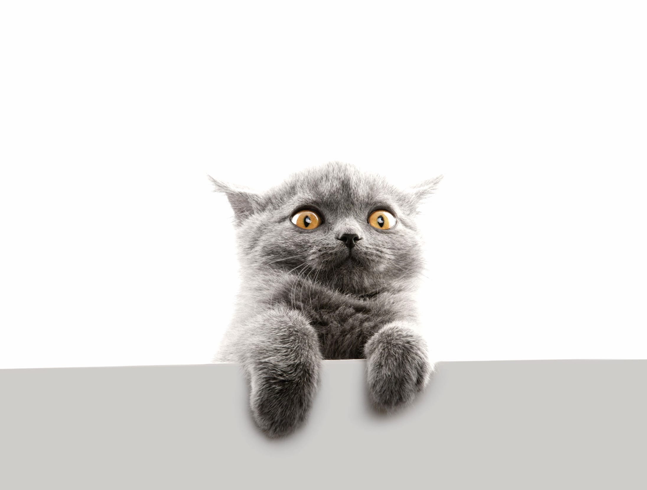 Funny Cat Peek - wallpapers HD quality