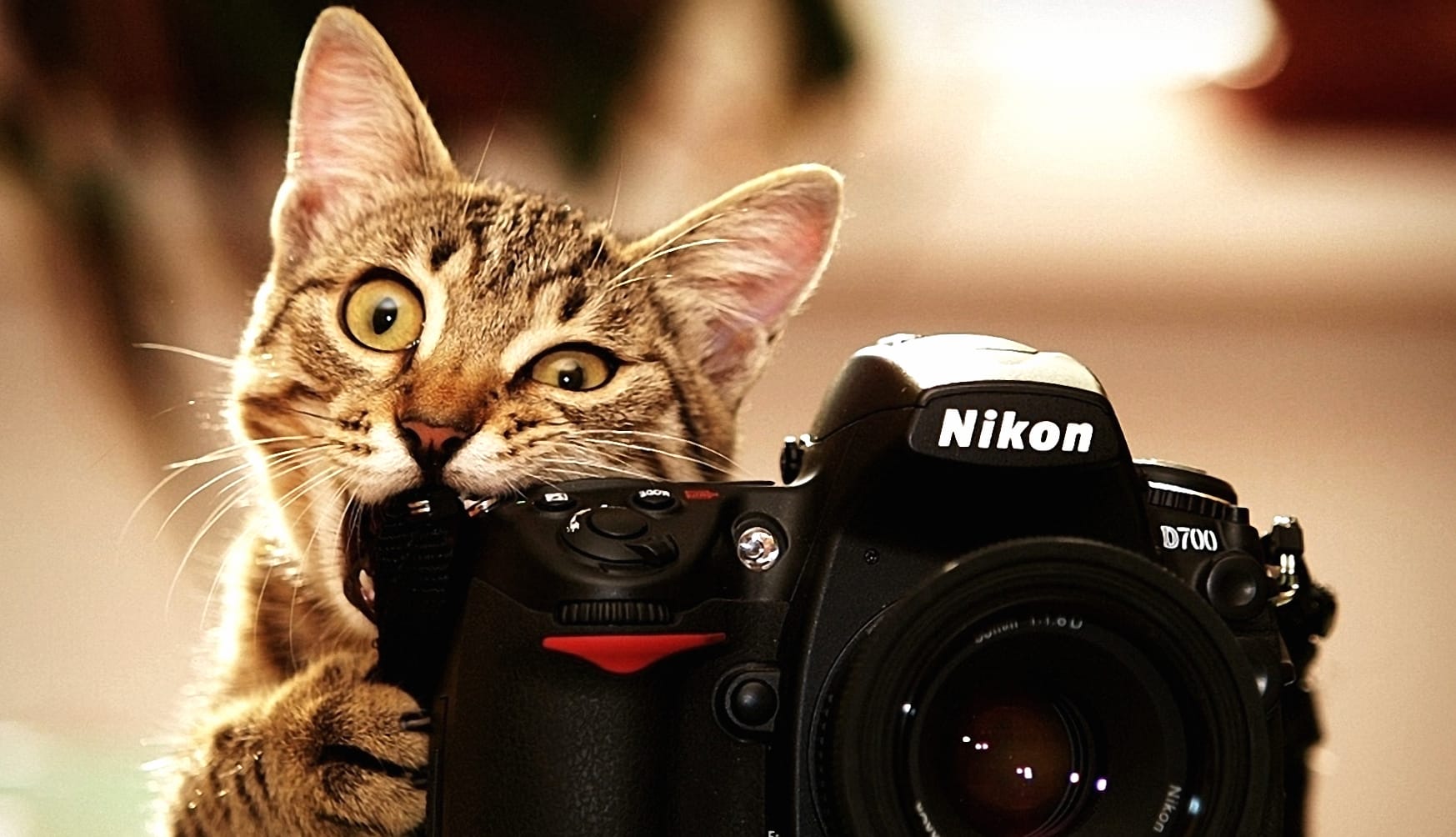 Funny Cat with Nikon D700 - at 1152 x 864 size wallpapers HD quality