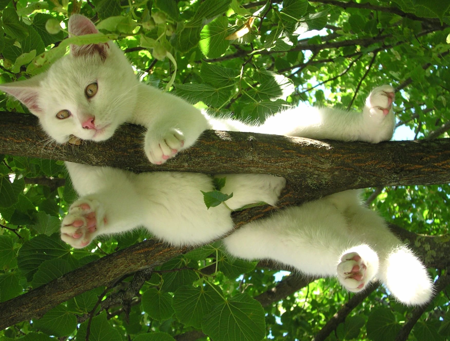 Funny Cute Cat on Branch - at 1600 x 1200 size wallpapers HD quality