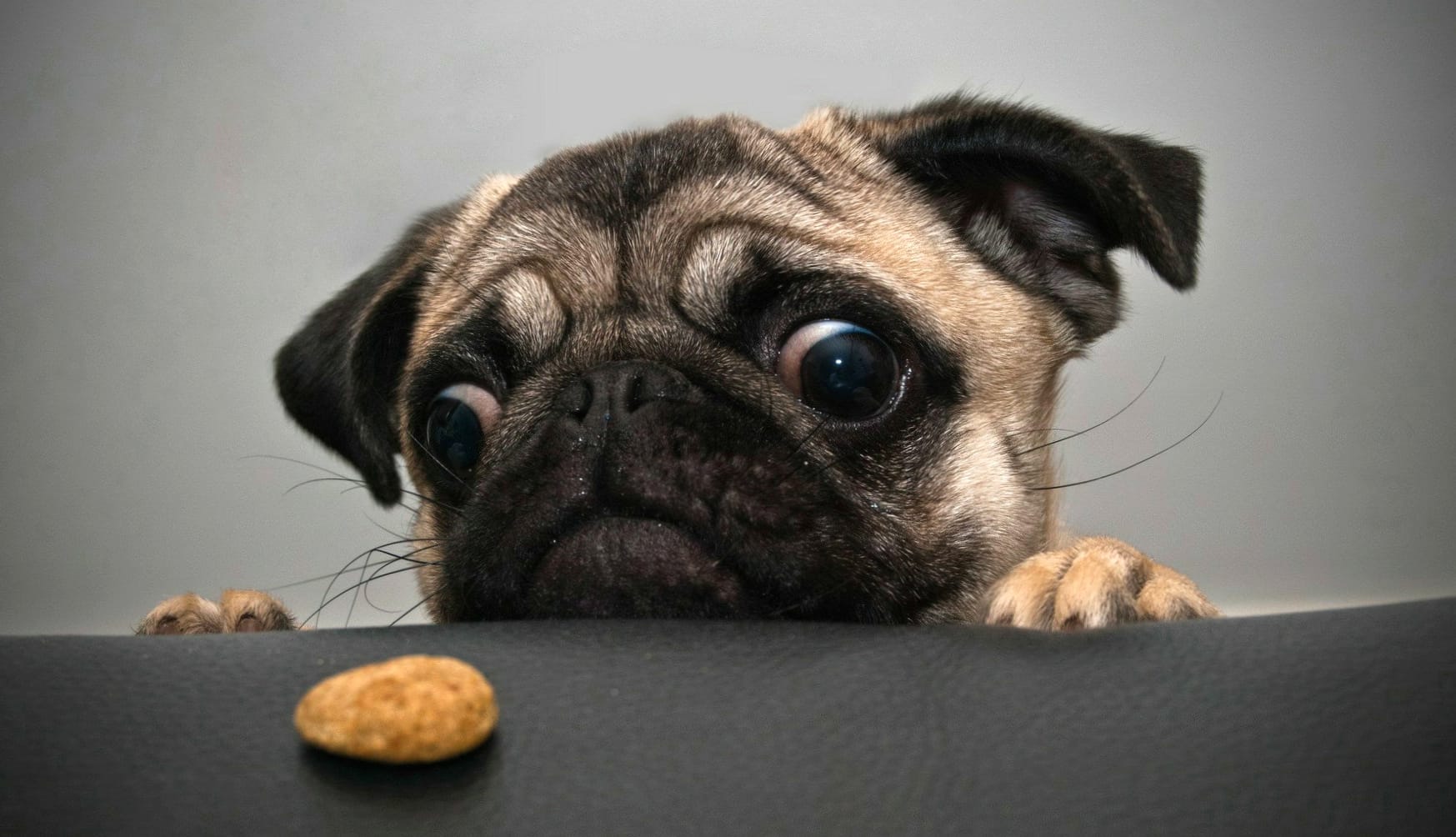 Funny Pug and Cookie wallpapers HD Funny Pug and Cookie wallpapers HD quality