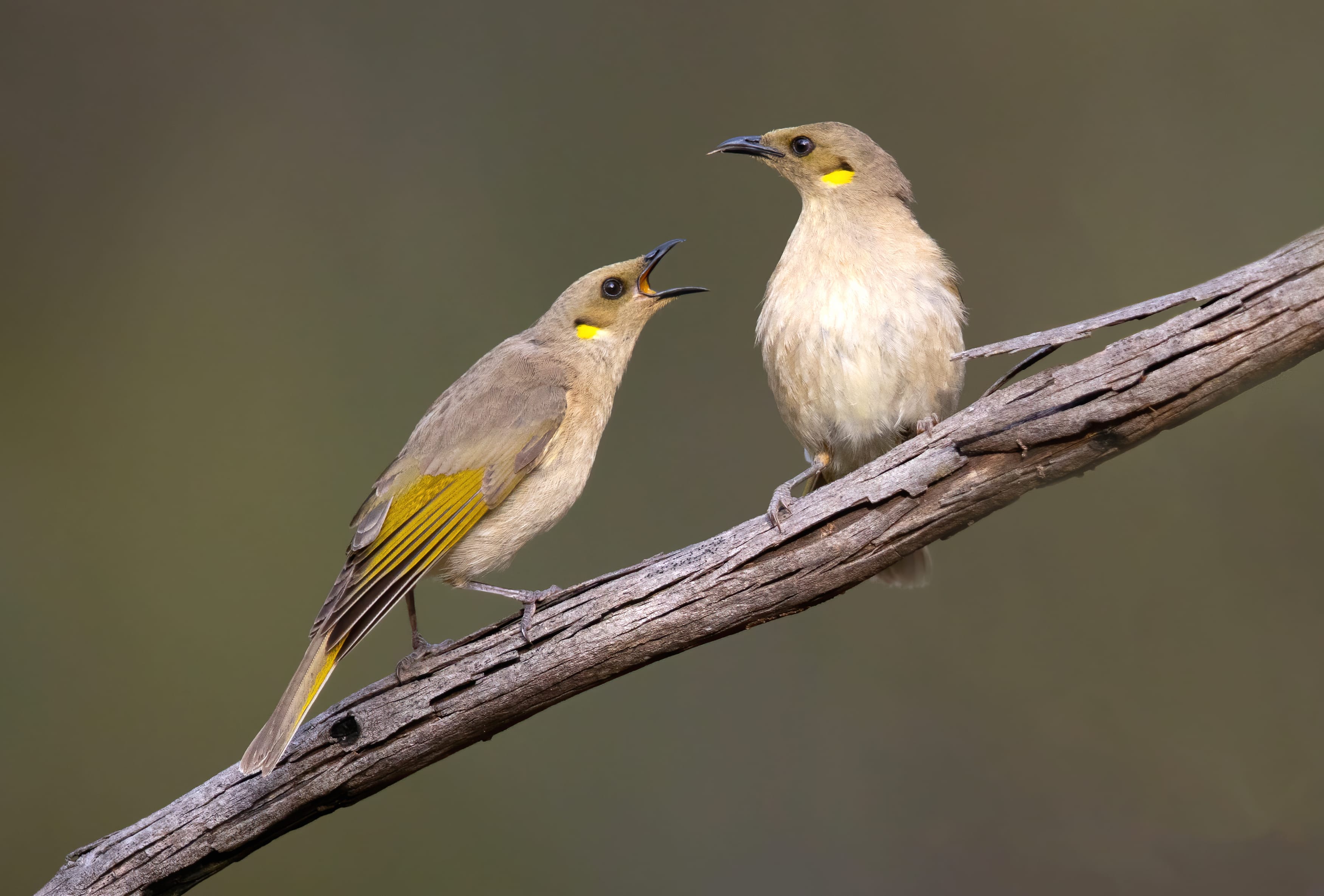 Fuscous Honeyeater Animal Honeyeater at 320 x 480 iPhone size wallpapers HD quality