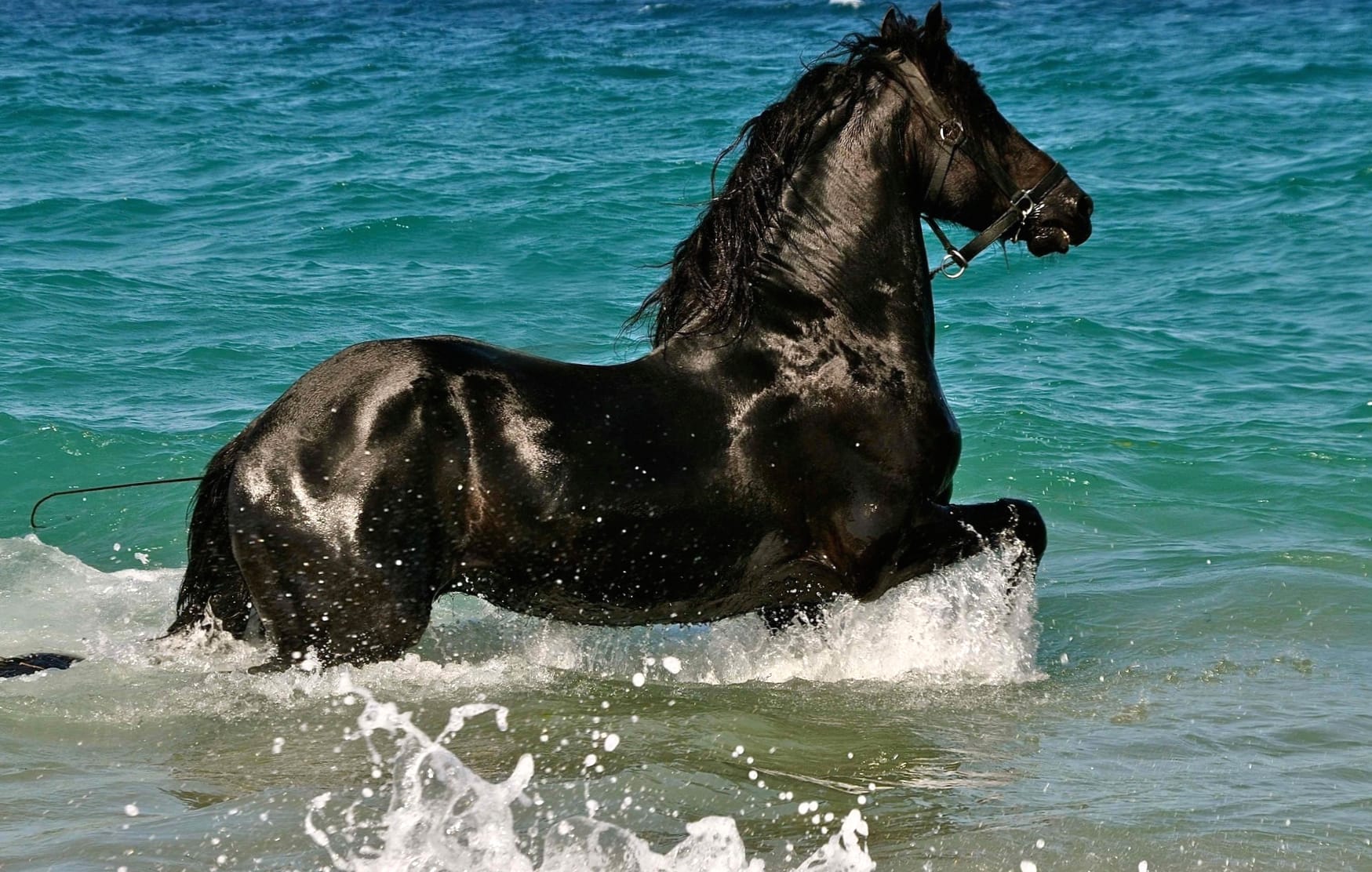 Galloping Horse in Ocean Waves wallpapers HD quality