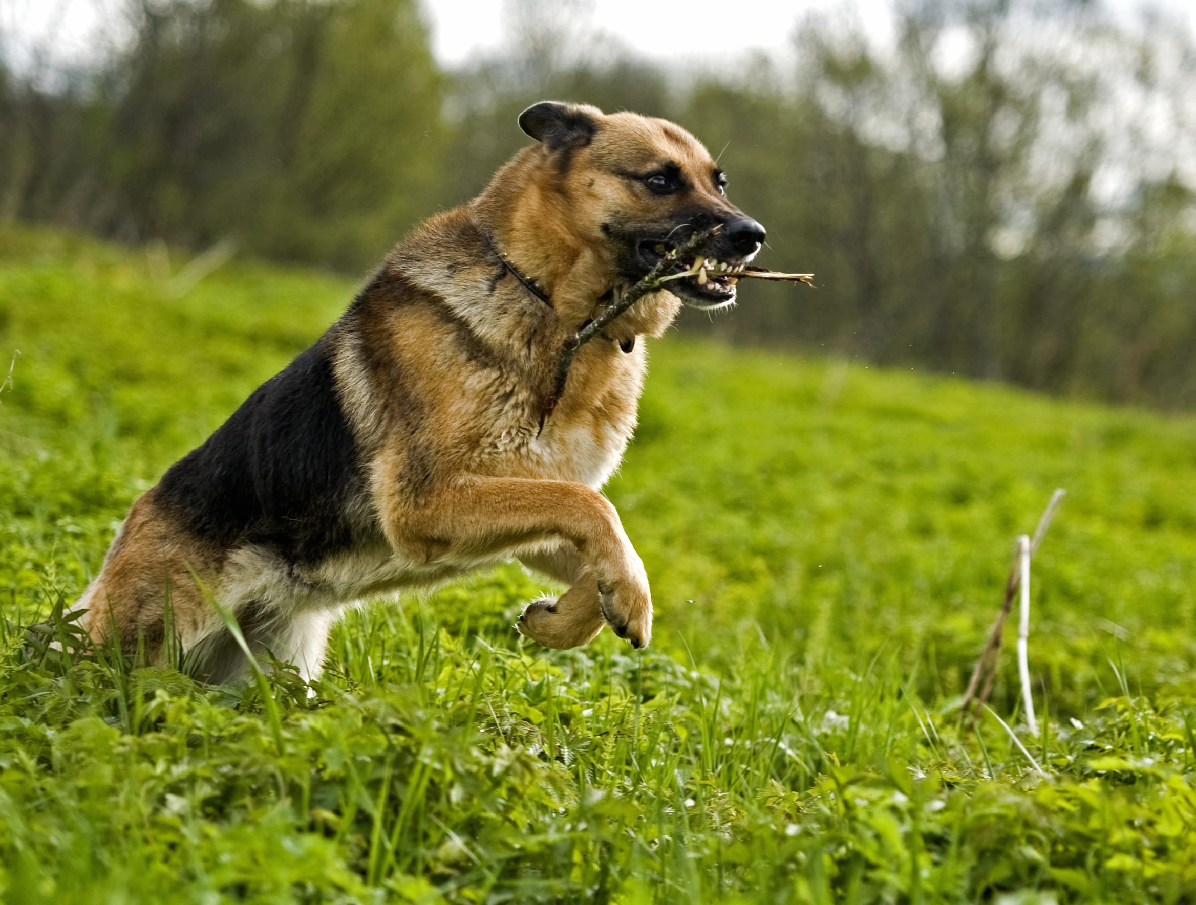 German Shepherd in Action - wallpapers HD quality