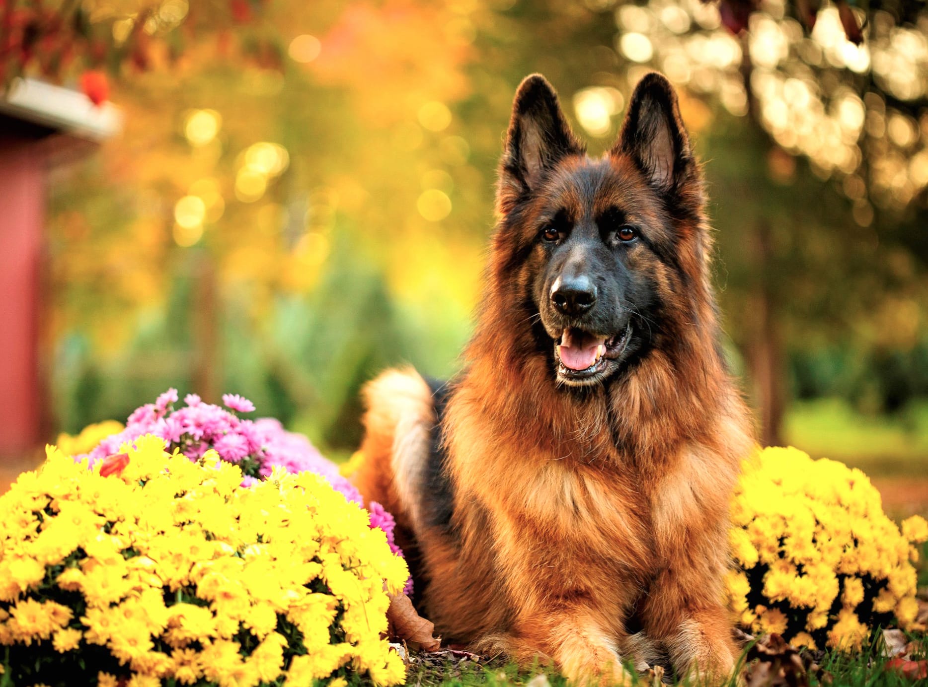 German Shepherd in Autumn Bliss - at 1680 x 945 HD size wallpapers HD quality