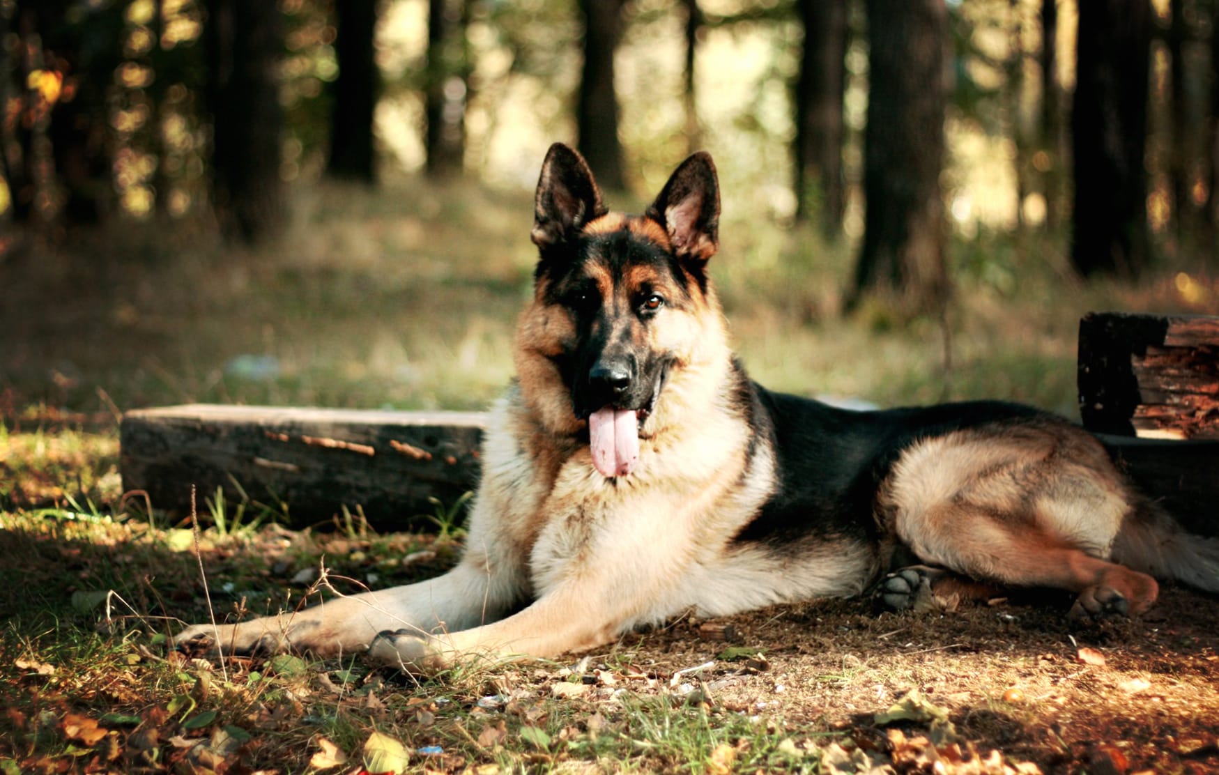 German Shepherd in Nature - wallpapers HD quality