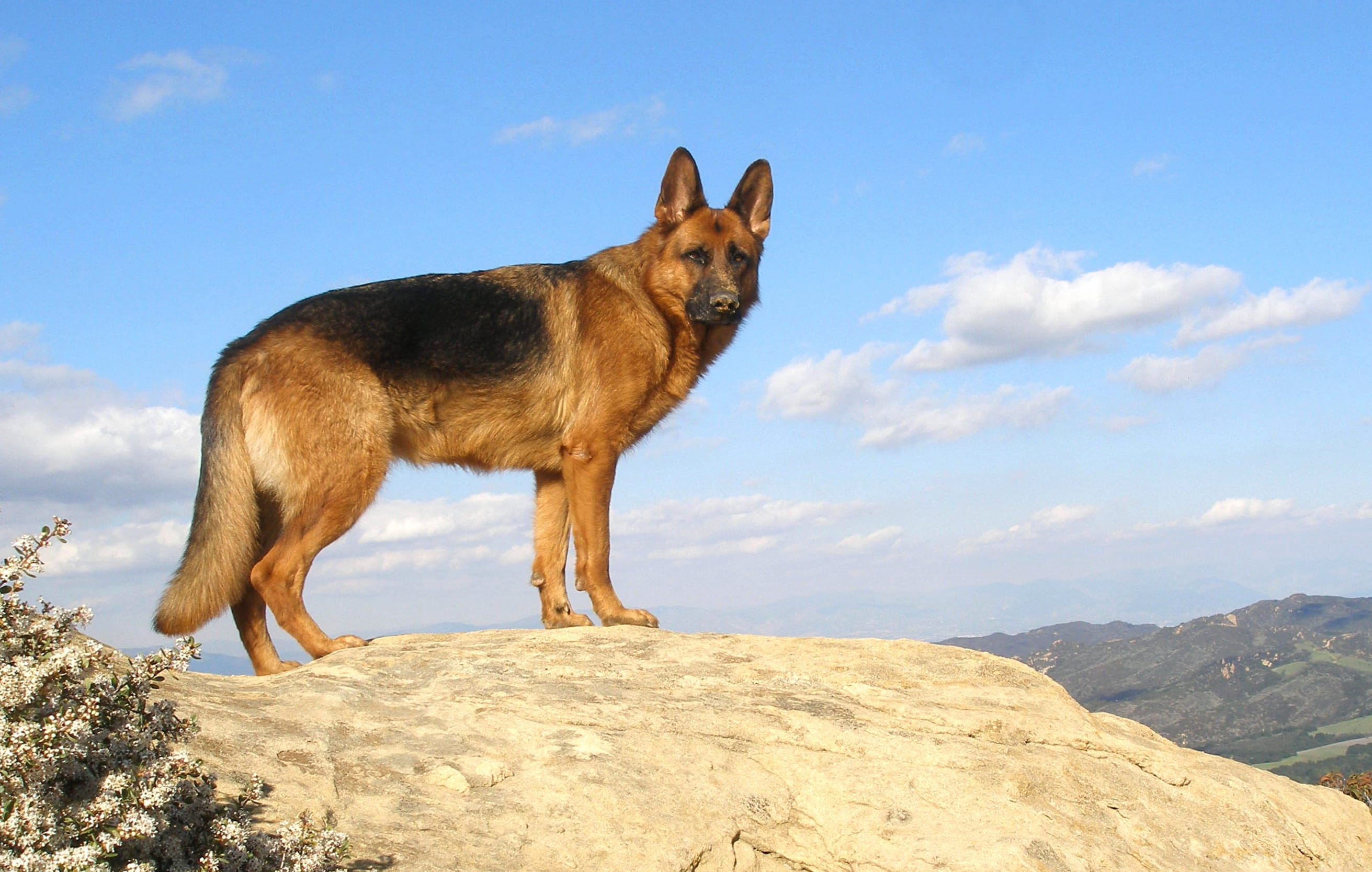 German Shepherd Majesty - wallpapers HD quality