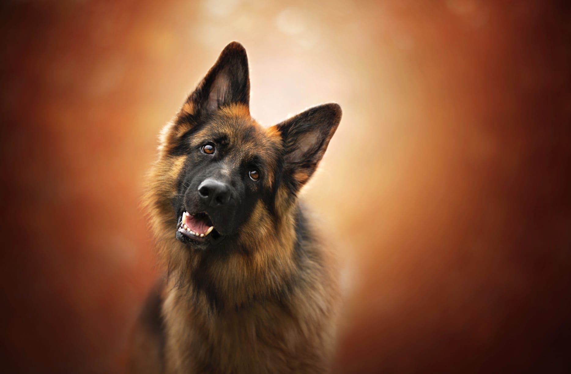 German Shepherd Muzzle - wallpapers HD quality