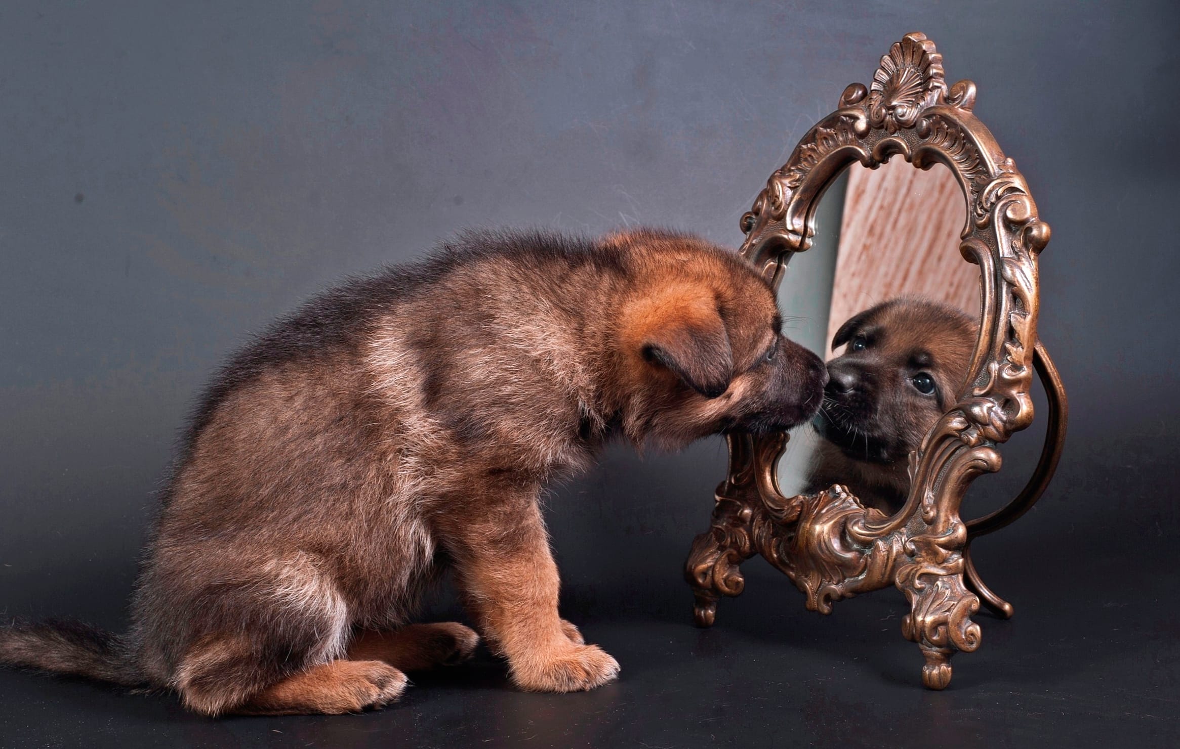 German Shepherd Puppy and Mirror at 320 x 480 iPhone size wallpapers HD quality