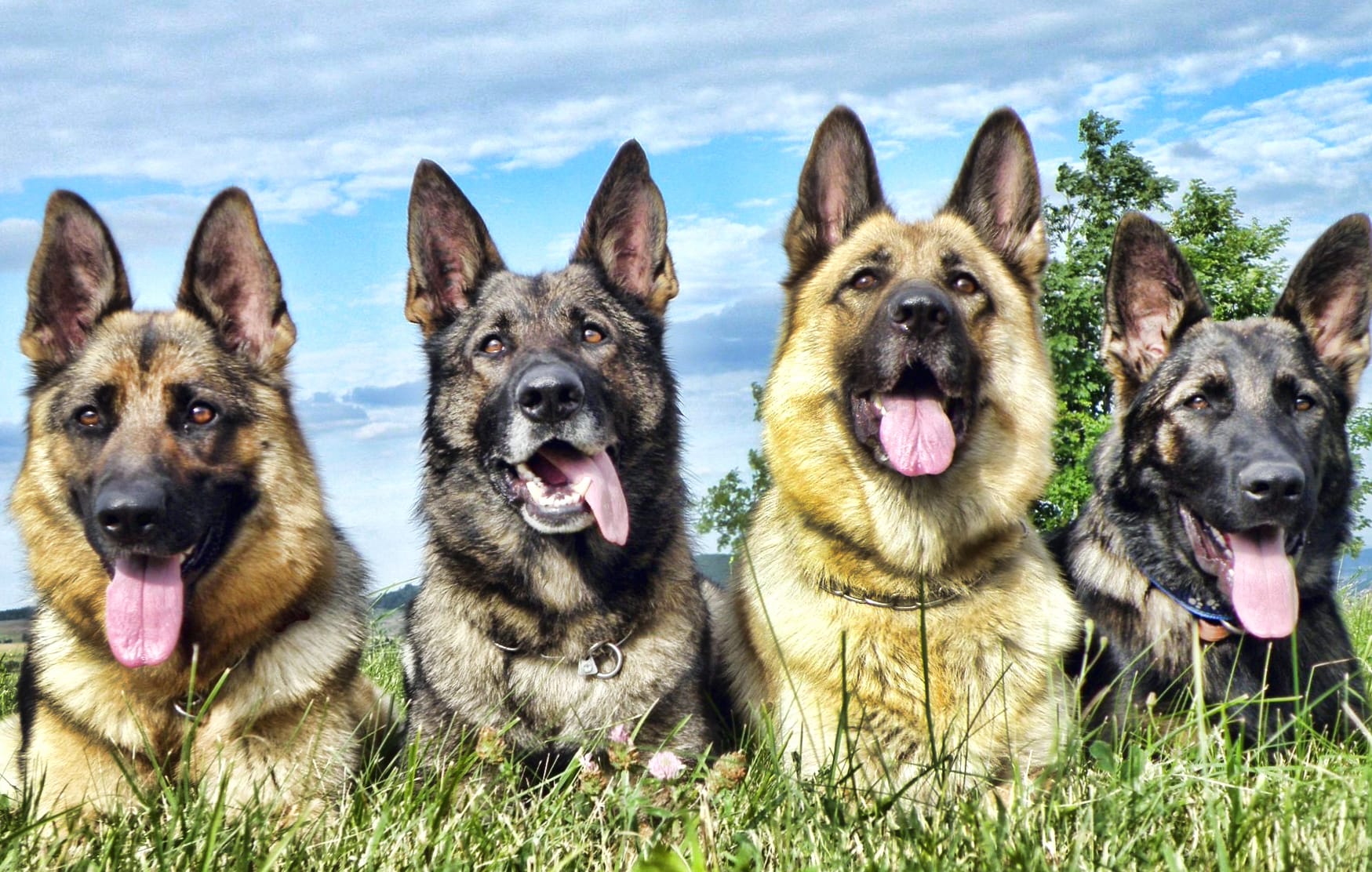 German Shepherd Quartet at 750 x 1334 iPhone 6 size wallpapers HD quality