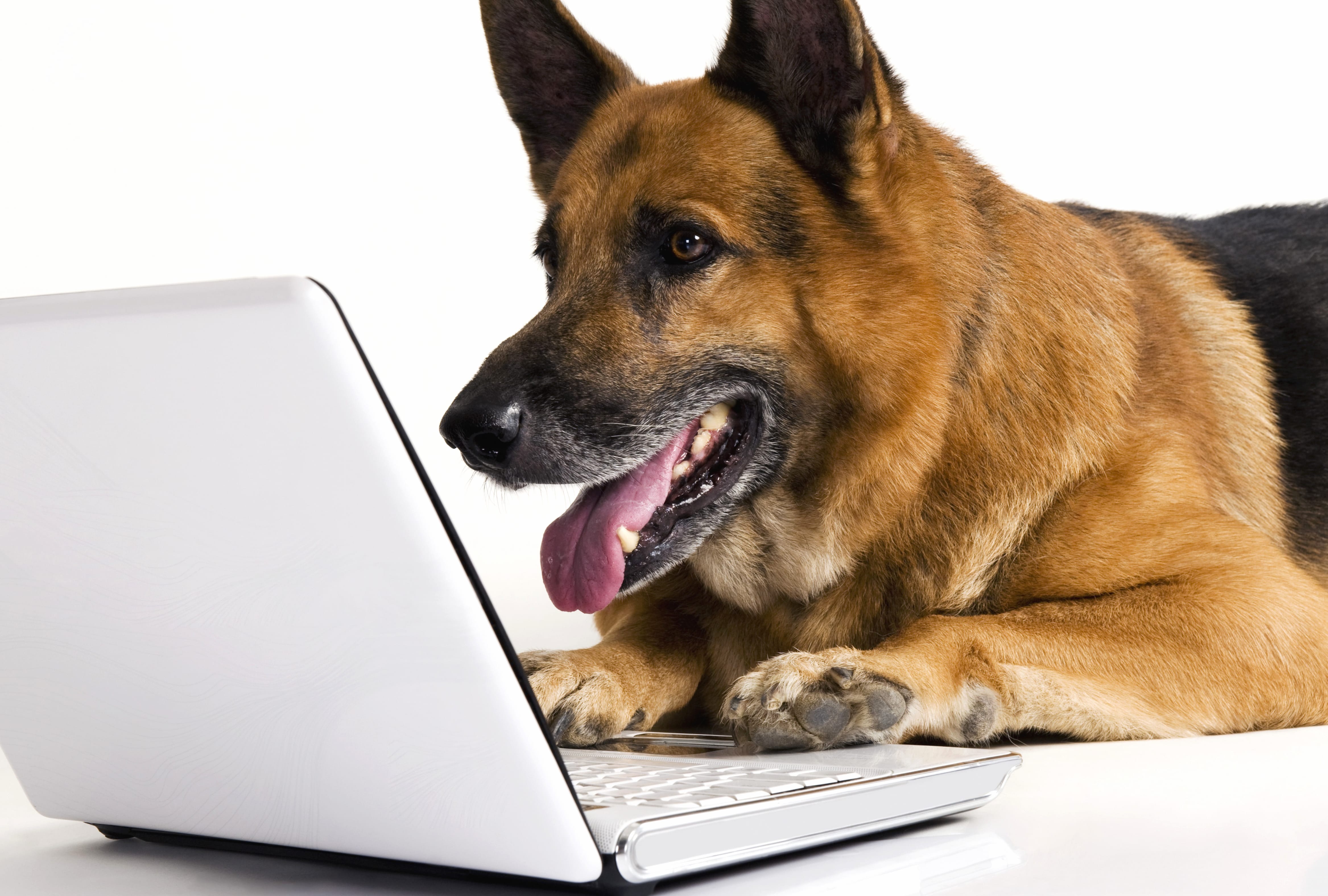 German Shepherd Tech - wallpapers HD German Shepherd Tech - wallpapers HD quality
